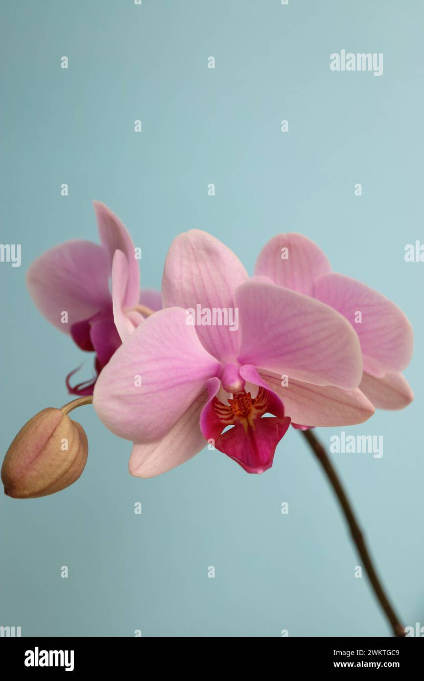 Pink Orchid with delicate petals on blue background, pink orchid with bud macro, flower head, beauty in nature, exotic flower vertical, floral photo, Stock Photo