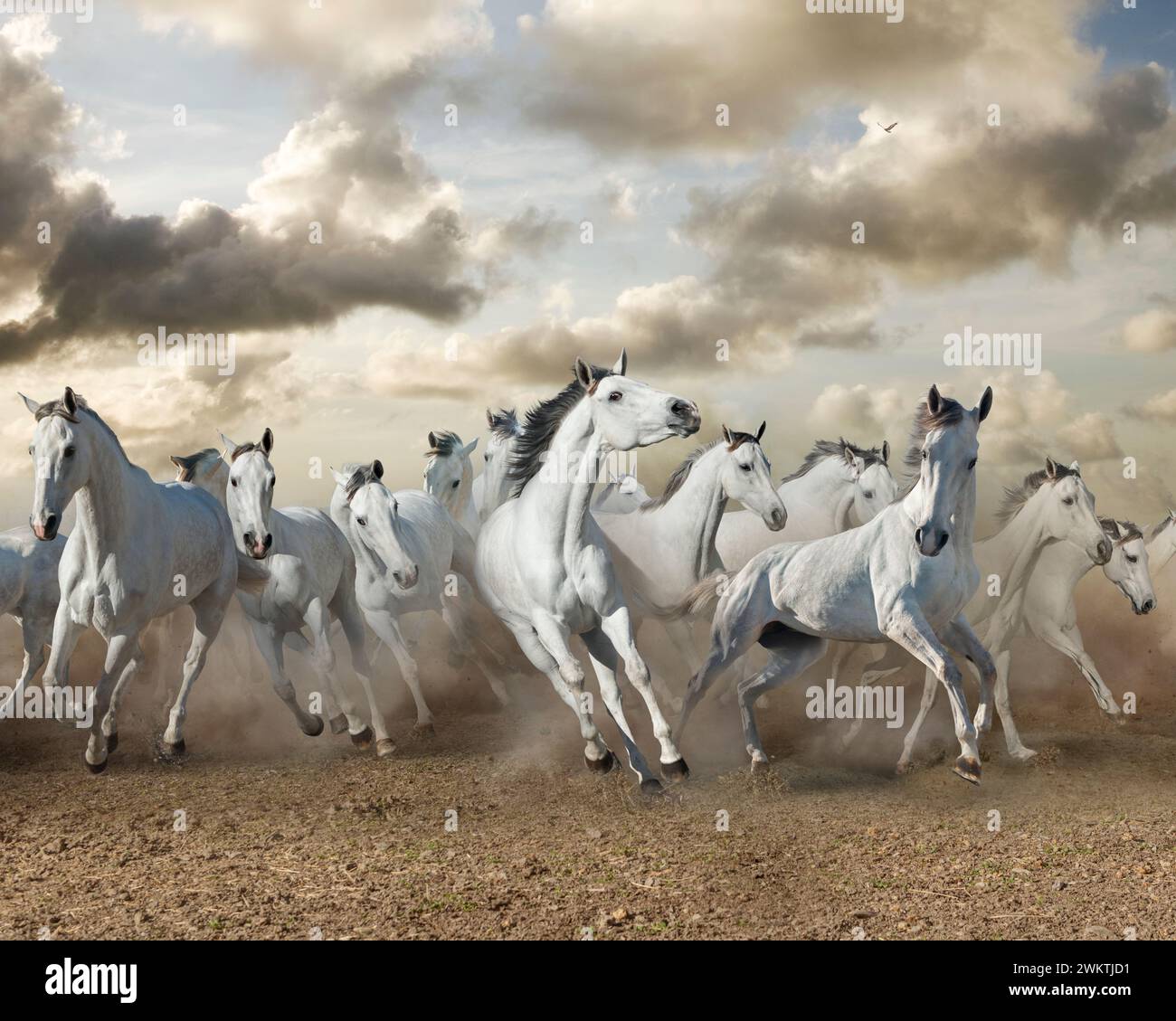 A herd of white horses stampede towards the viewer underneath a sky of dramatic clouds. Stock Photo