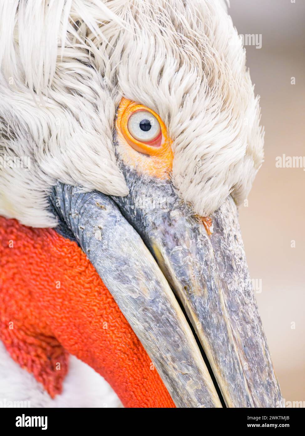 Portrait of a Dalmatian Pelican (Pelecanus crispus) on a cloudy day in winter in Vienna (Austria) Stock Photo