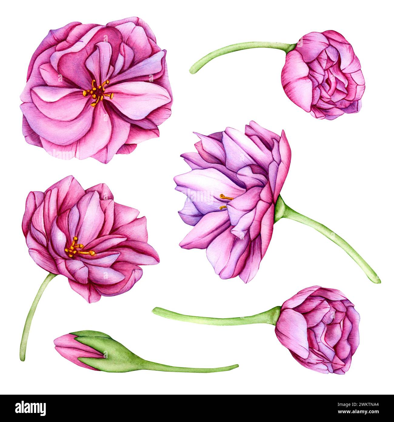 Pink Japanese sakura flowers. Watercolor set of botanical illustration ...