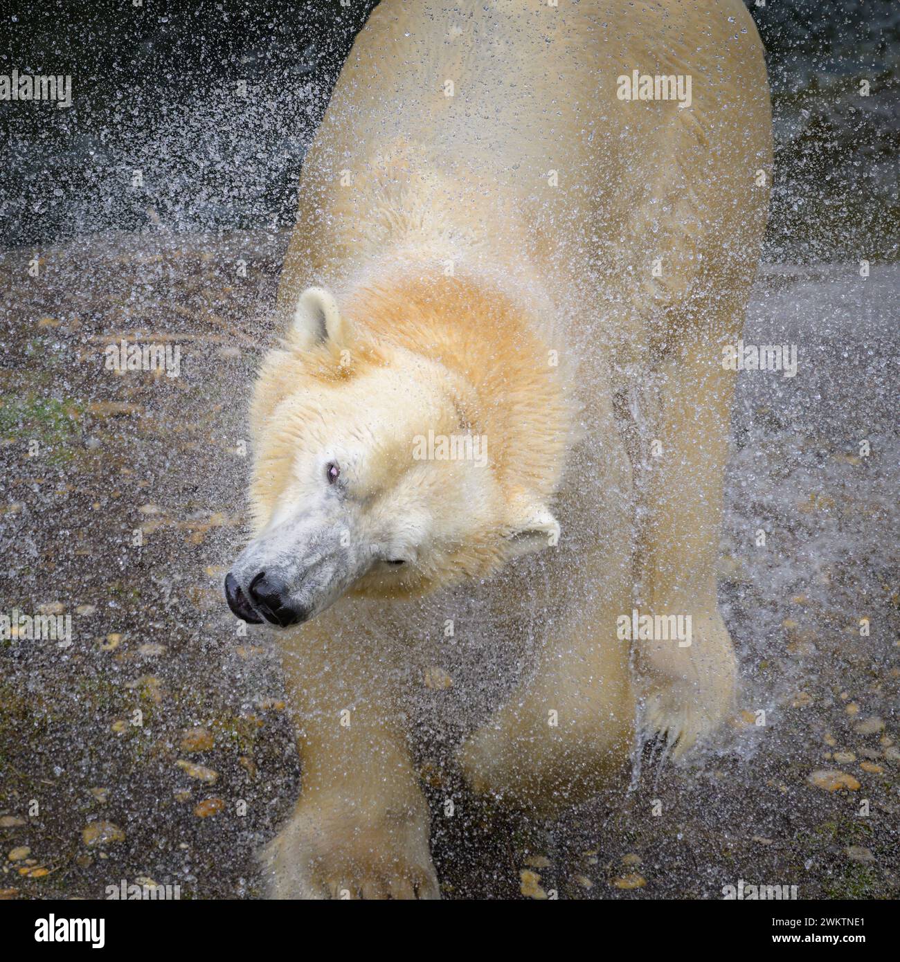 Portrait of a polar bear Ursus maritimus in the water in a zoo, splashing water Austria Stock Photo