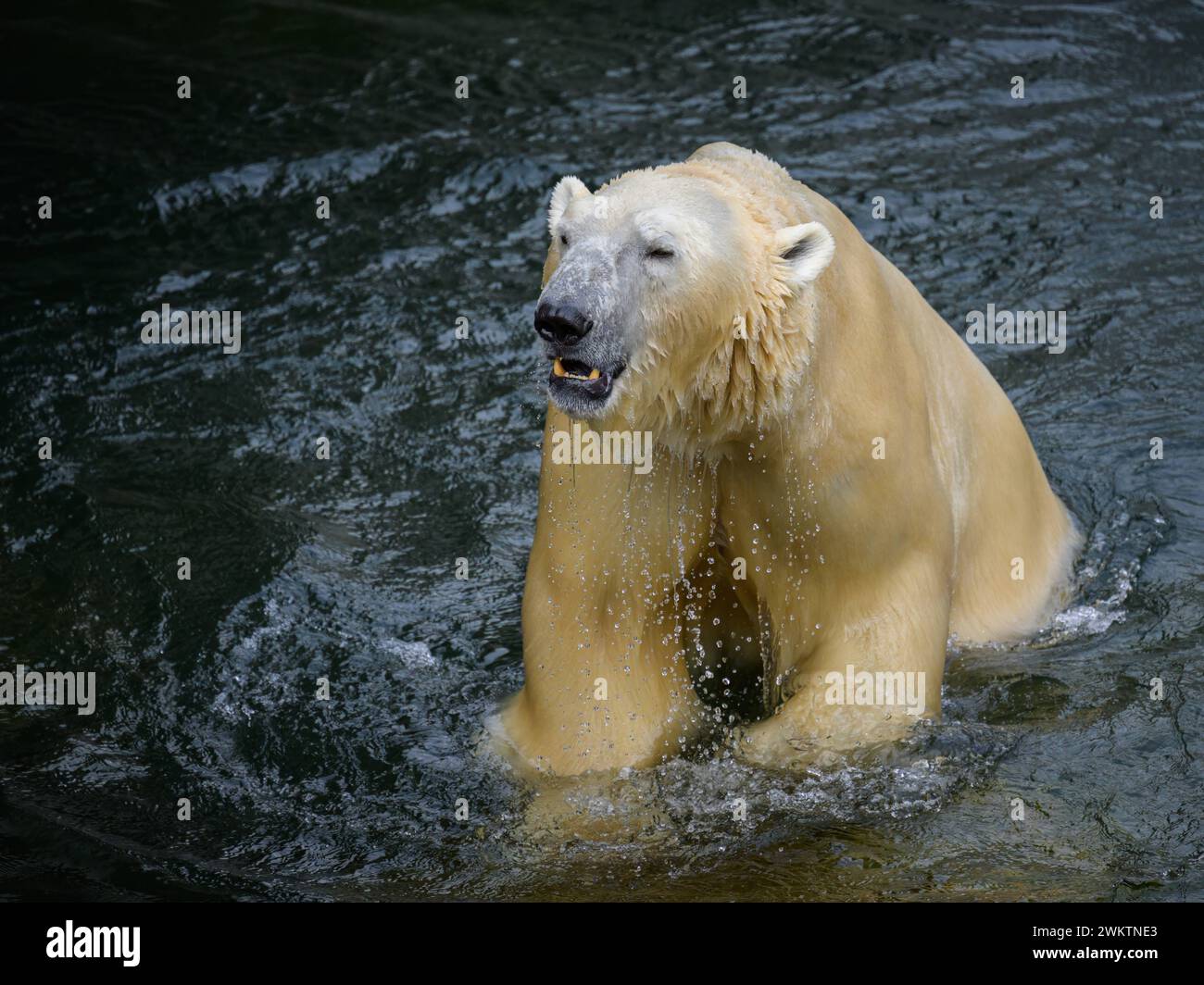 Portrait of a polar bear Ursus maritimus in the water in a zoo Austria Stock Photo
