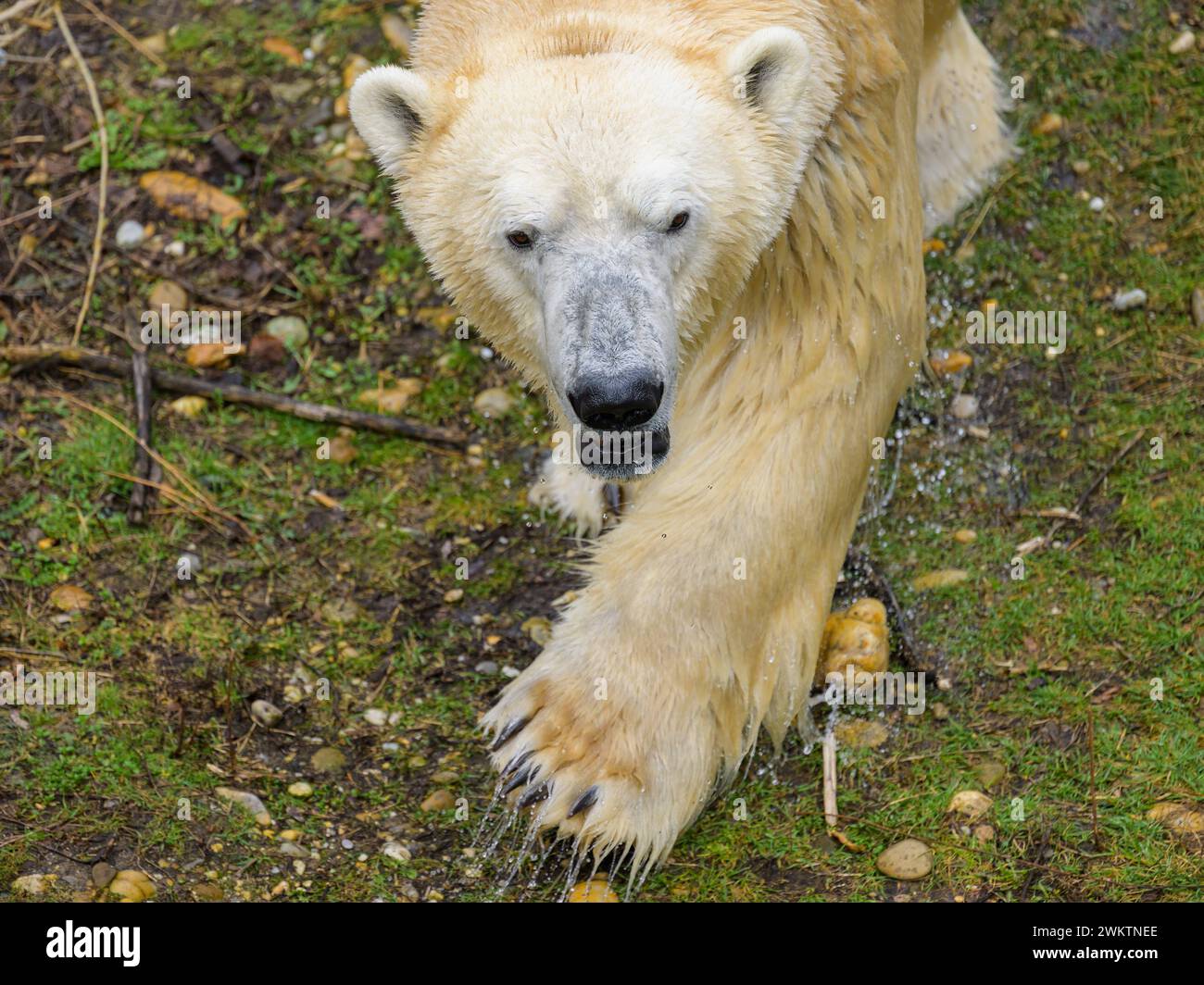 Portrait of a polar bear Ursus maritimus in a zoo Austria Stock Photo