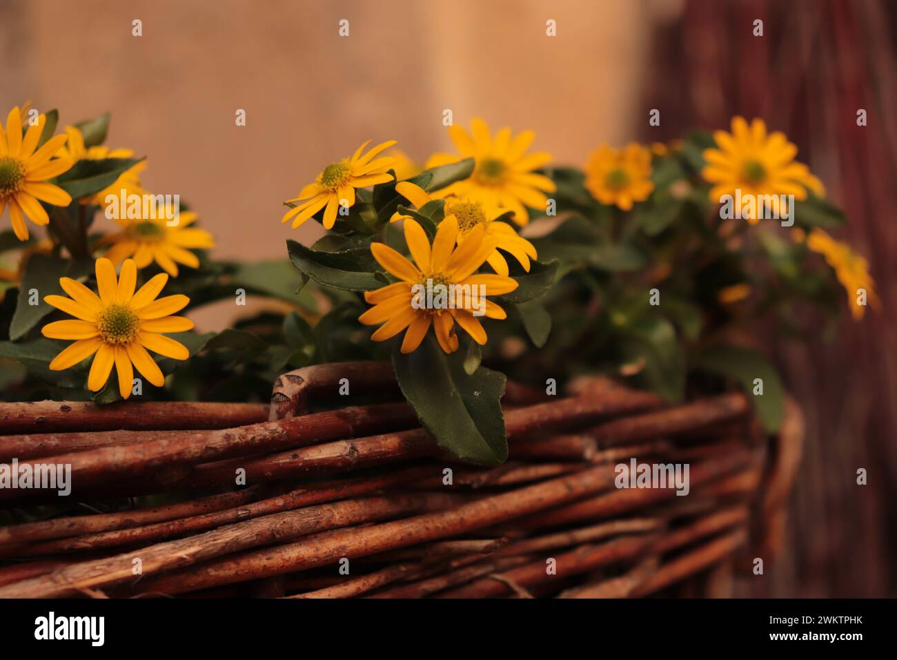 Blumen im Garten Stock Photo