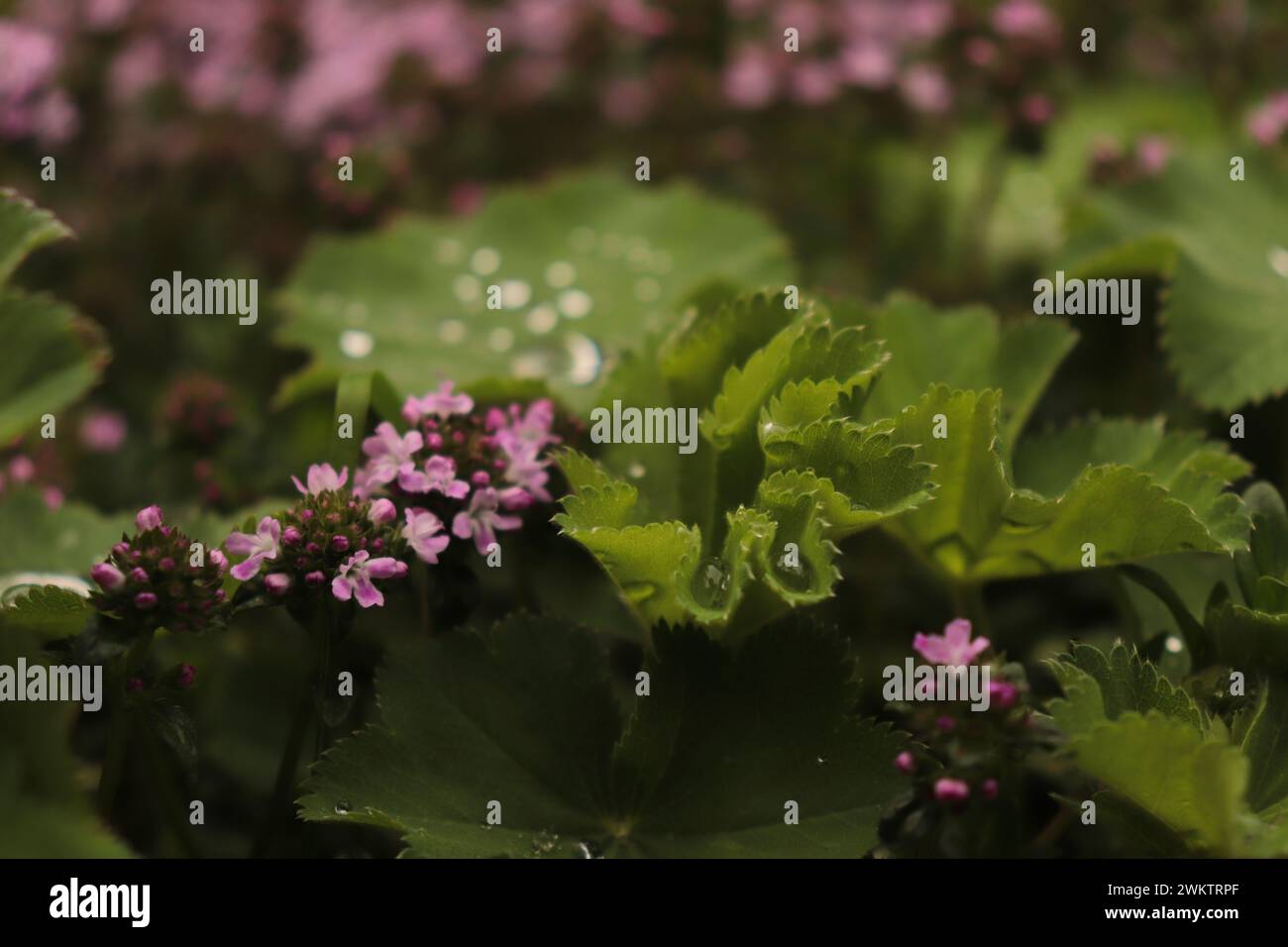 Blumen im Garten Stock Photo