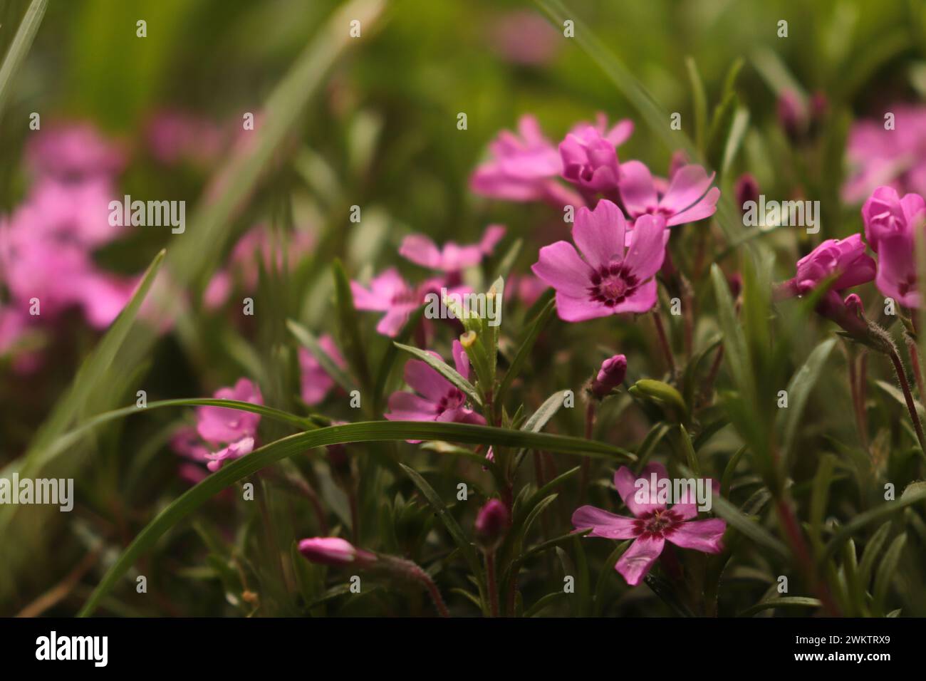 Blumen im Garten Stock Photo