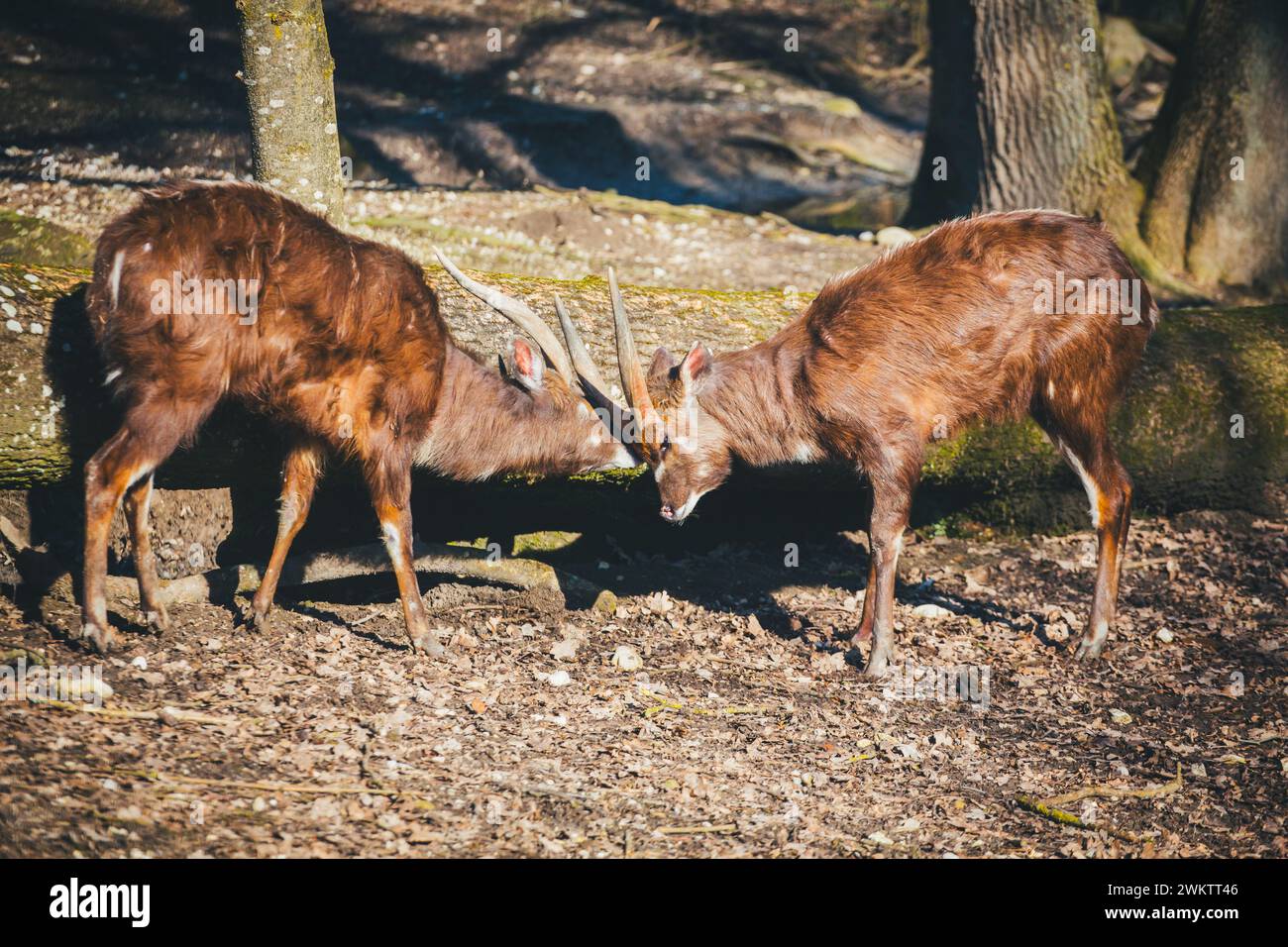 Forest Sitatunga, Marshbuck (Tragelaphus spekii gratus) Stock Photo