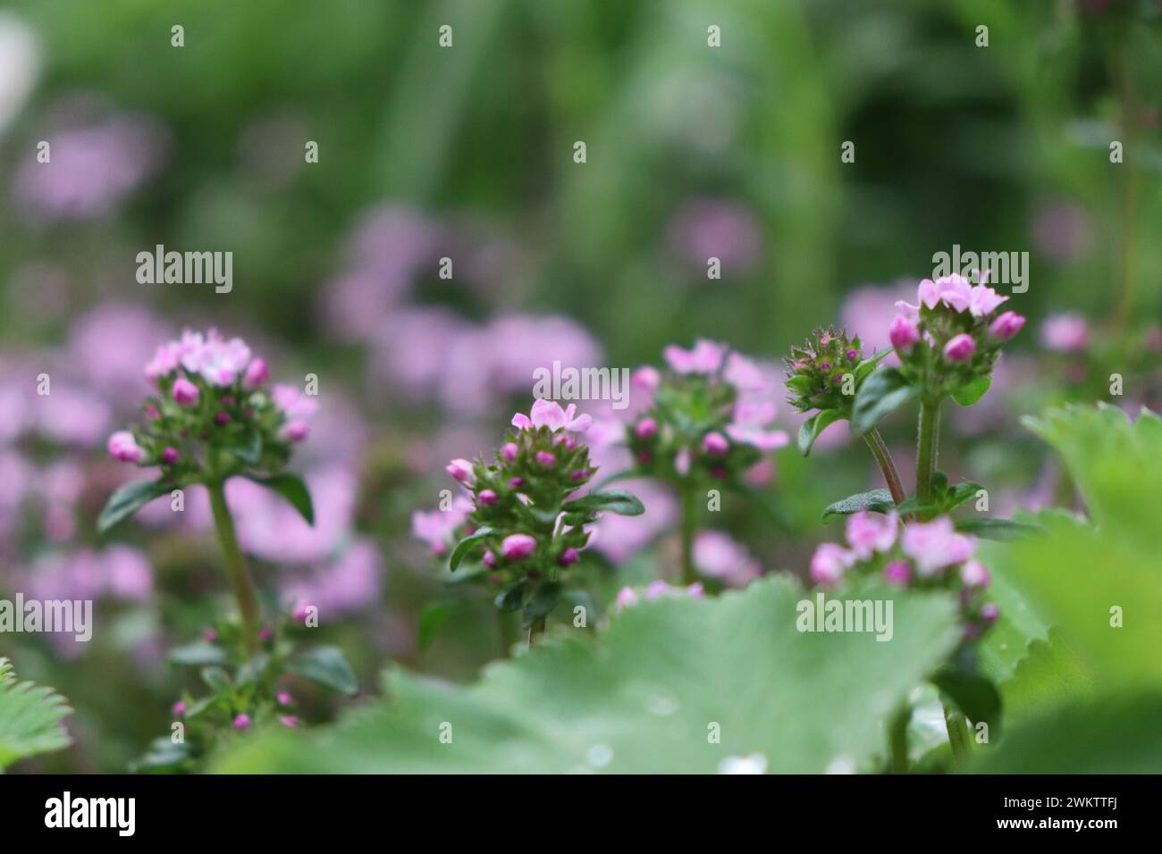 Blumen im Garten Stock Photo