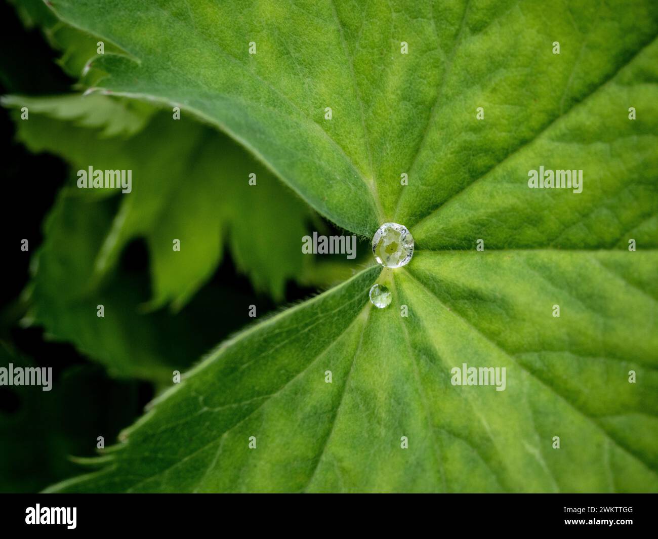 Close-up of diamond-like water droplets on the fan shaped leaf of an Alchemilla Mollis growing in a garden Stock Photo