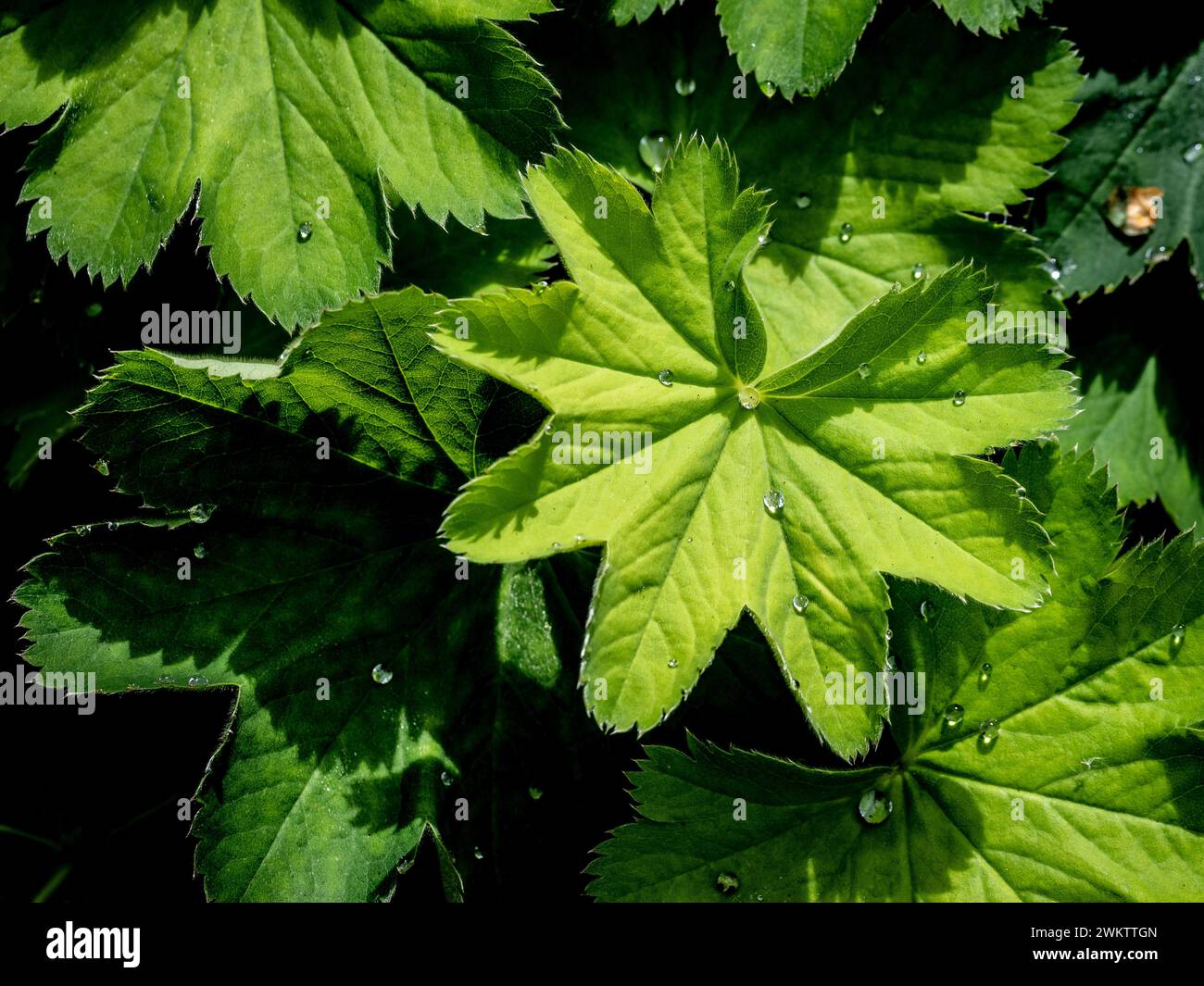 Diamond-like water droplets on the fan shaped leaves of Alchemilla Mollis. Stock Photo