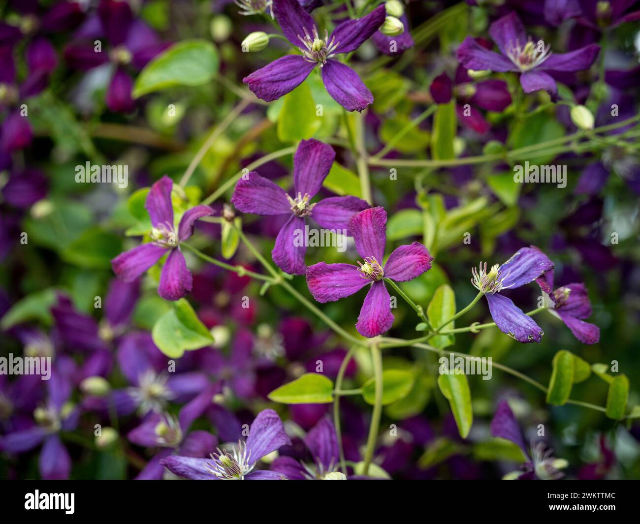 Purple flowers of clematis jackmanii purpurea. Stock Photo