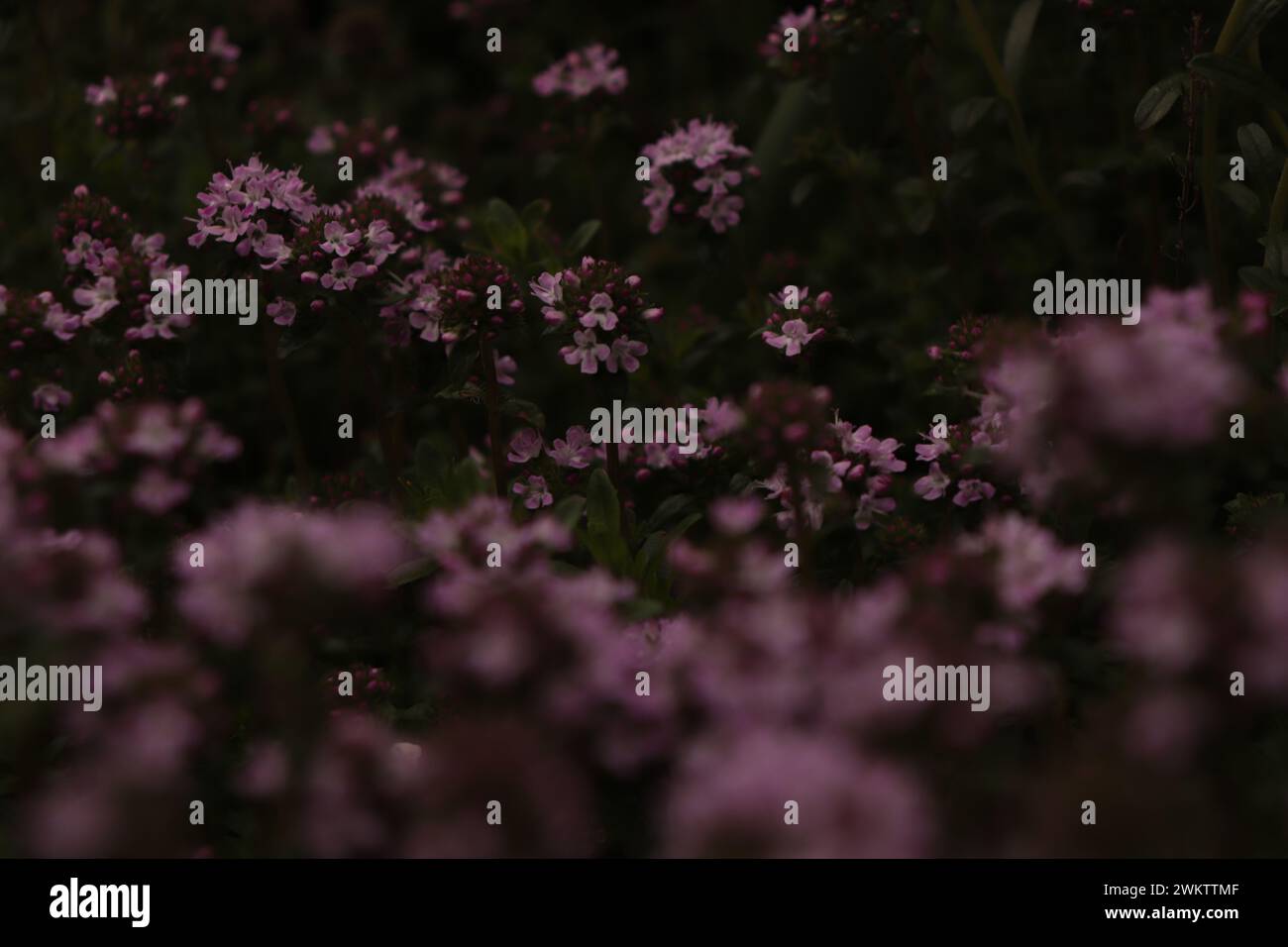 Blumen im Garten Stock Photo