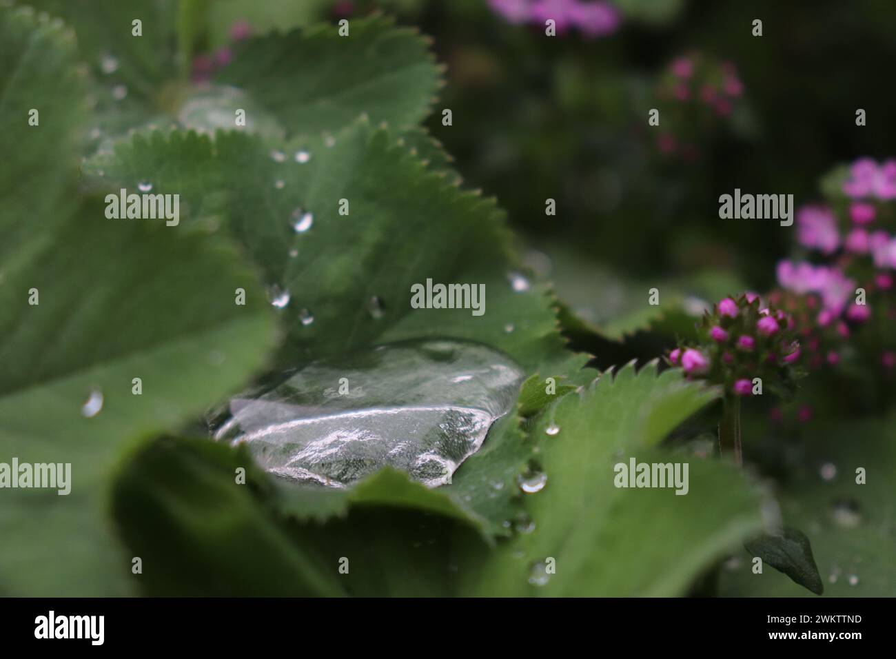 Pflanzen im Garten Stock Photo