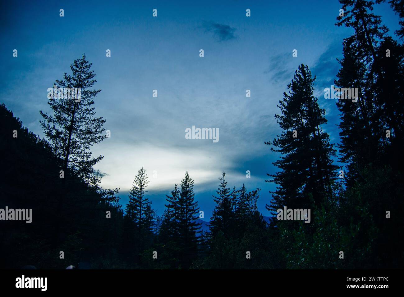 Spruce tree silhouettes against hi-res stock photography and images - Alamy