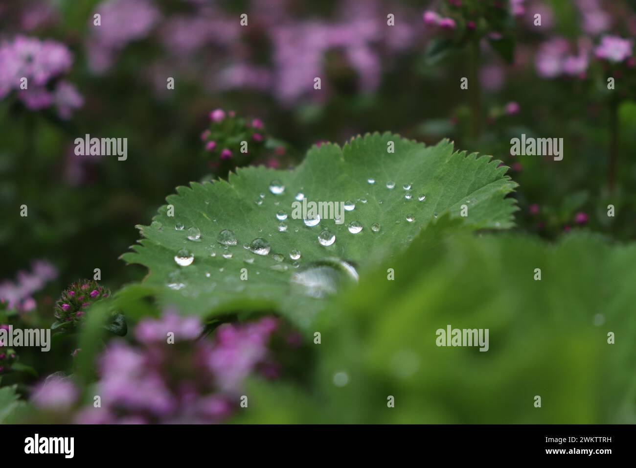 Pflanzen im Garten Stock Photo