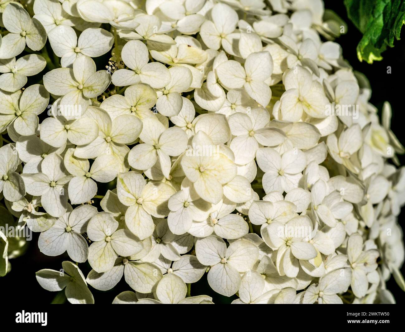 Close-up of a white flowerhead of Hydrangea arborescens Annabelle. Stock Photo
