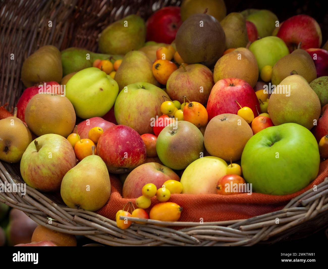 Harvested orchard fruits spilling out of a hessian-lined wood basket at a UK country show. Stock Photo