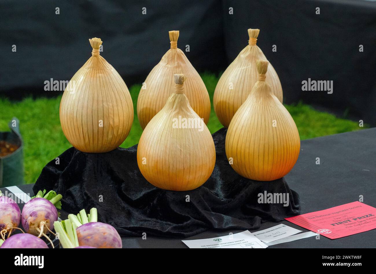Prize-winning onions, washed and tied with raffia, displayed on black velvet. Stock Photo