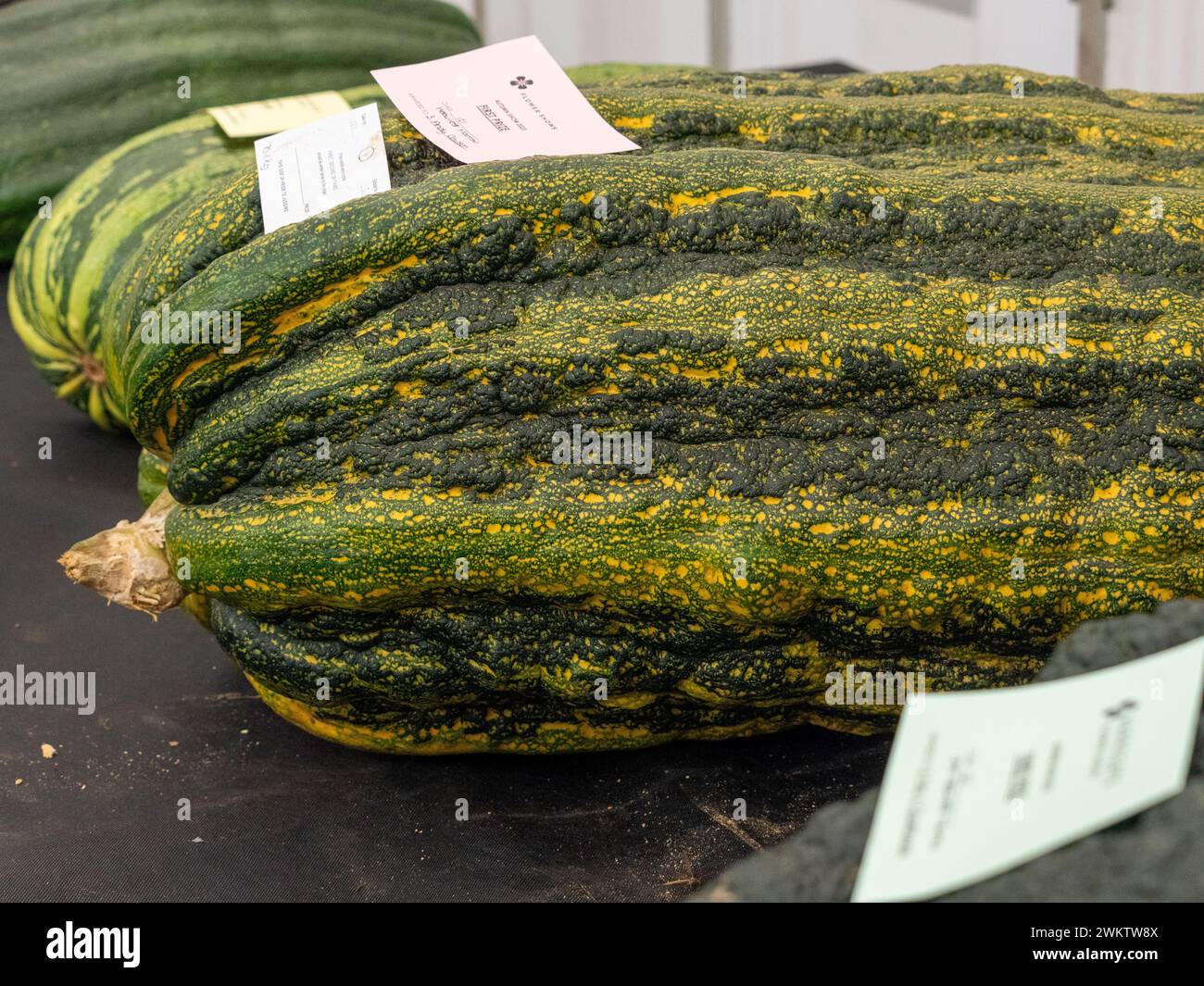 Prize-winning marrow at a country show vegetable competition Stock Photo