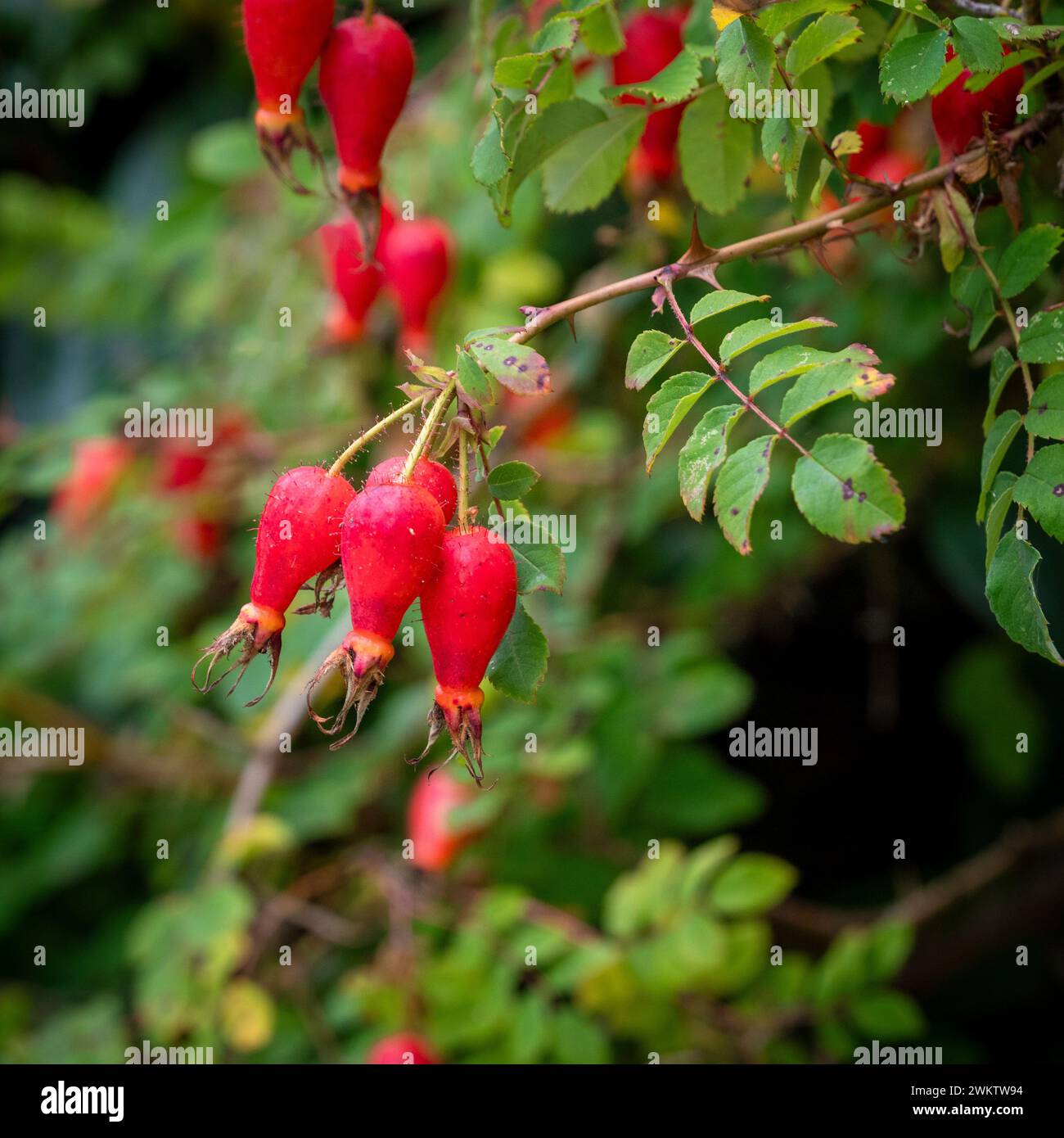 Rosehips growing in a UK garden in Autumn Stock Photo