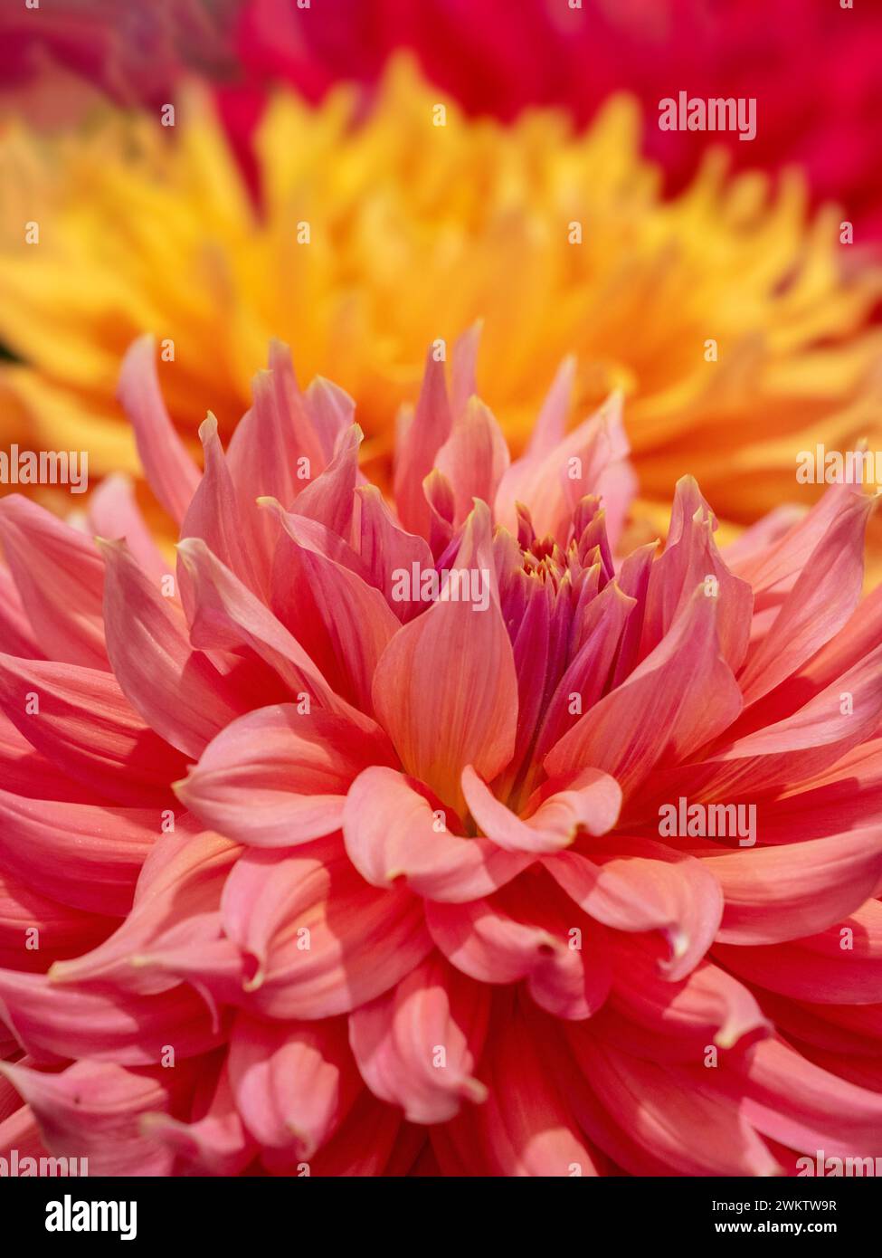 Close-up abstract of Dahlias on display at the Harrogate Flower show. North Yorkshire. UK Stock Photo