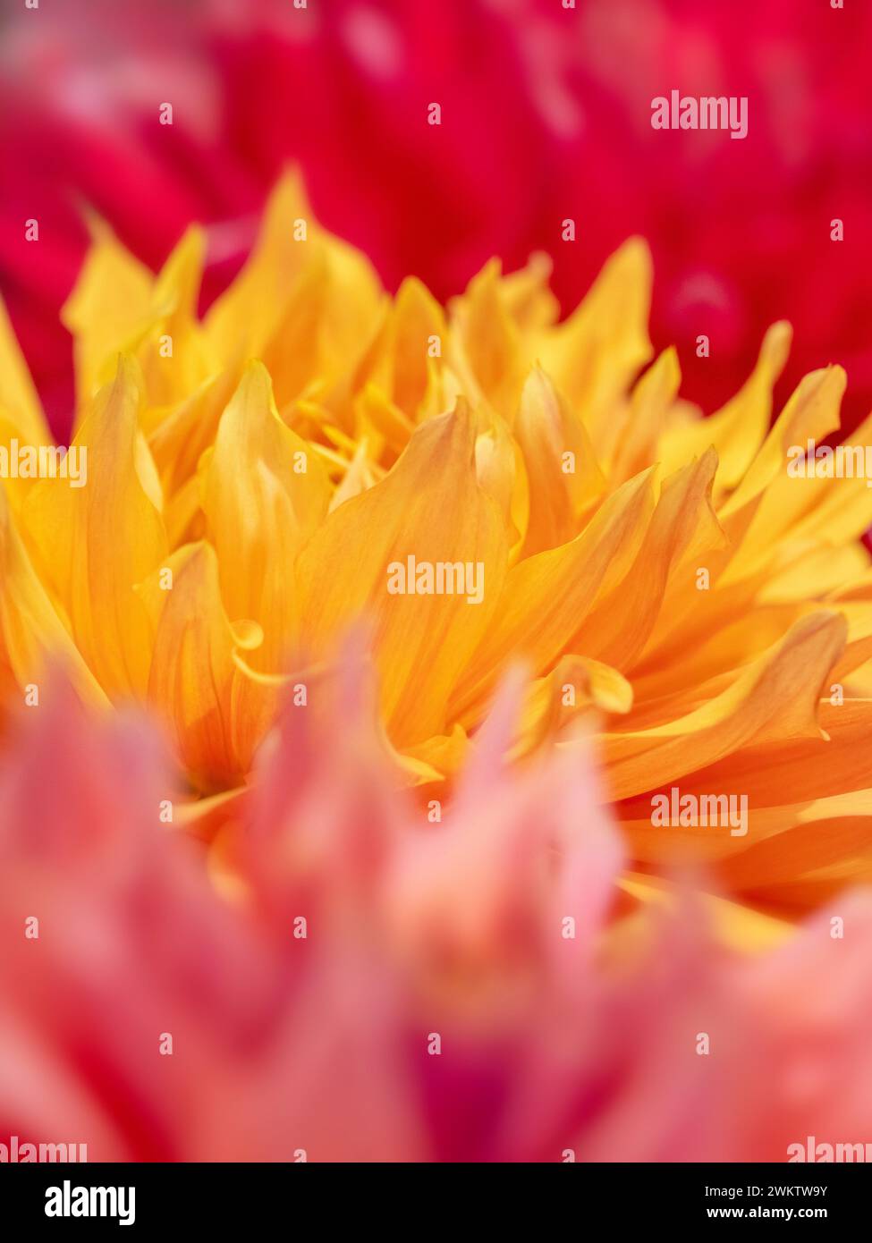 Close-up abstract of Dahlias on display at the Harrogate Flower Show. North Yorkshire. UK Stock Photo