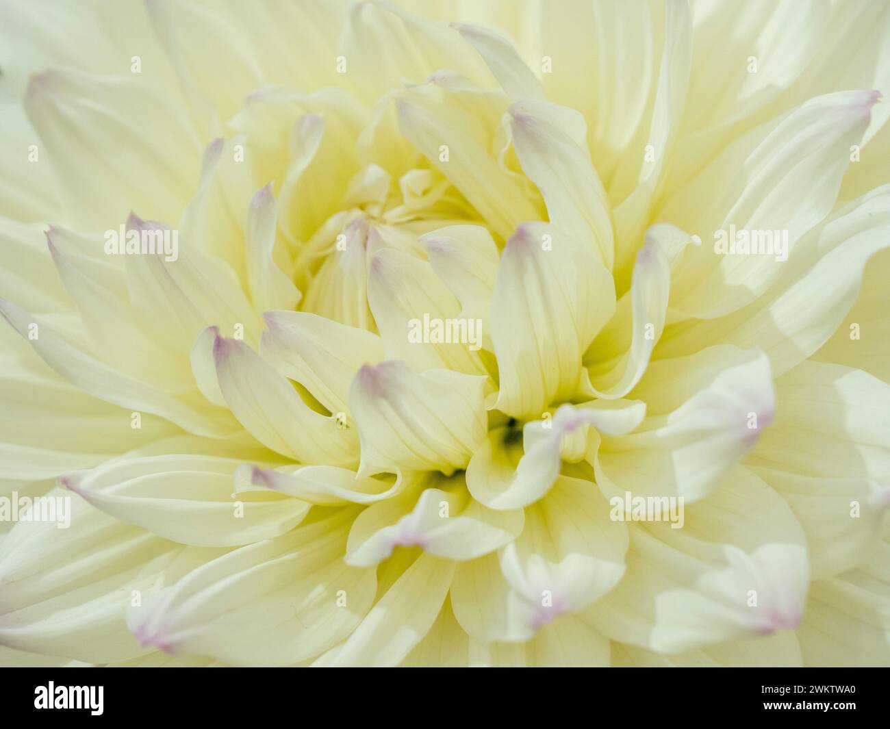 Close-up of the centre of a dahlia with white petals with pale purple tips. Stock Photo