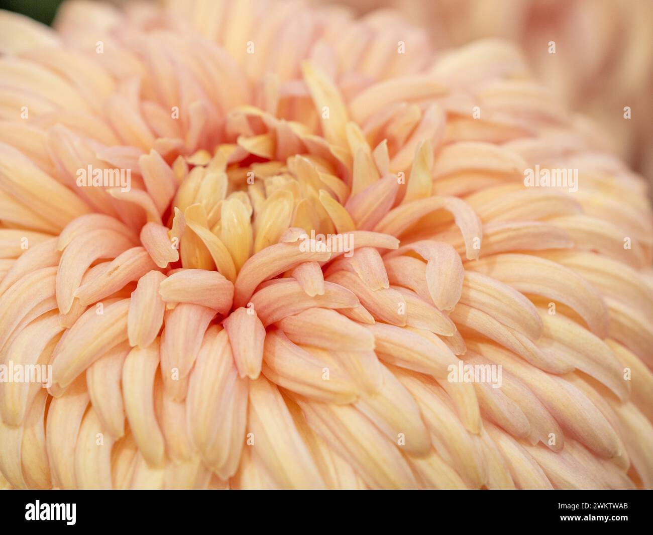 Close-up of a large show chrysanthemum with cream-coloured petals tinged with pink at the Harrogate Flower Show, Stock Photo