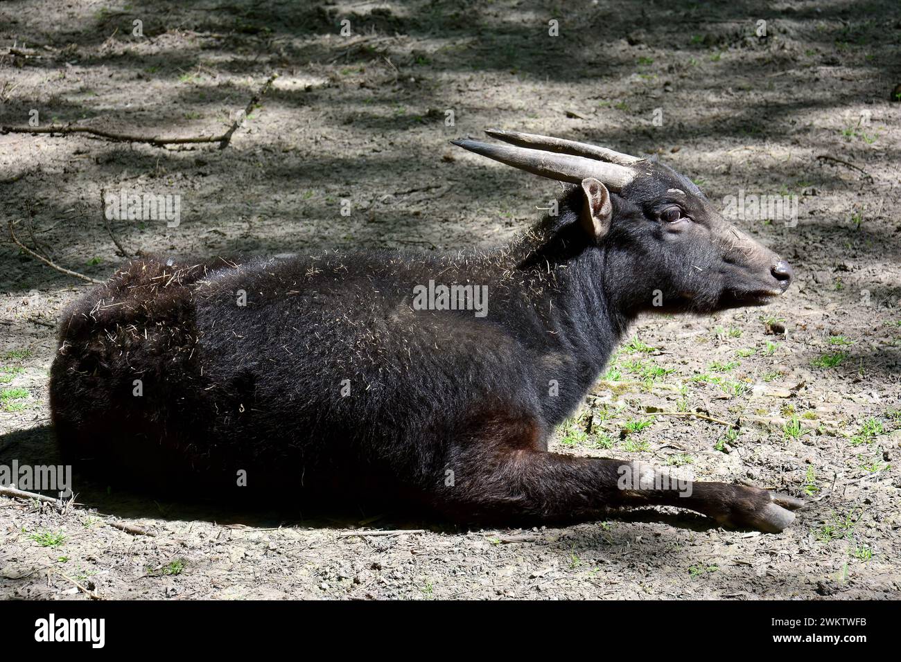 lowland anoa, midget buffalo and sapiutan, Flachland-Anoa, Anoa des plaines, Bubalus depressicornis, alföldi anoa, Zoo, Hungary, Magyarország, Europe Stock Photo