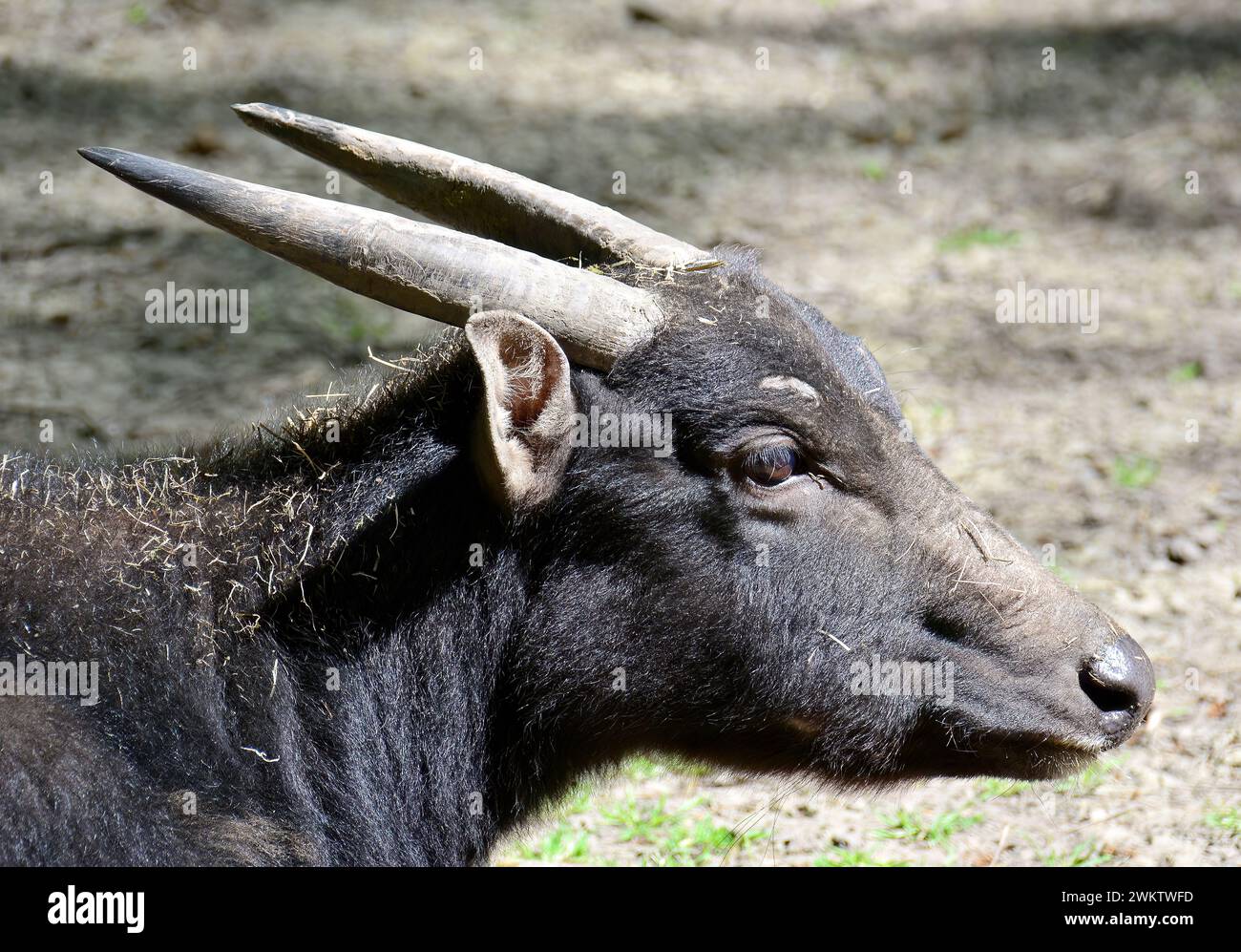 lowland anoa, midget buffalo and sapiutan, Flachland-Anoa, Anoa des plaines, Bubalus depressicornis, alföldi anoa, Zoo, Hungary, Magyarország, Europe Stock Photo