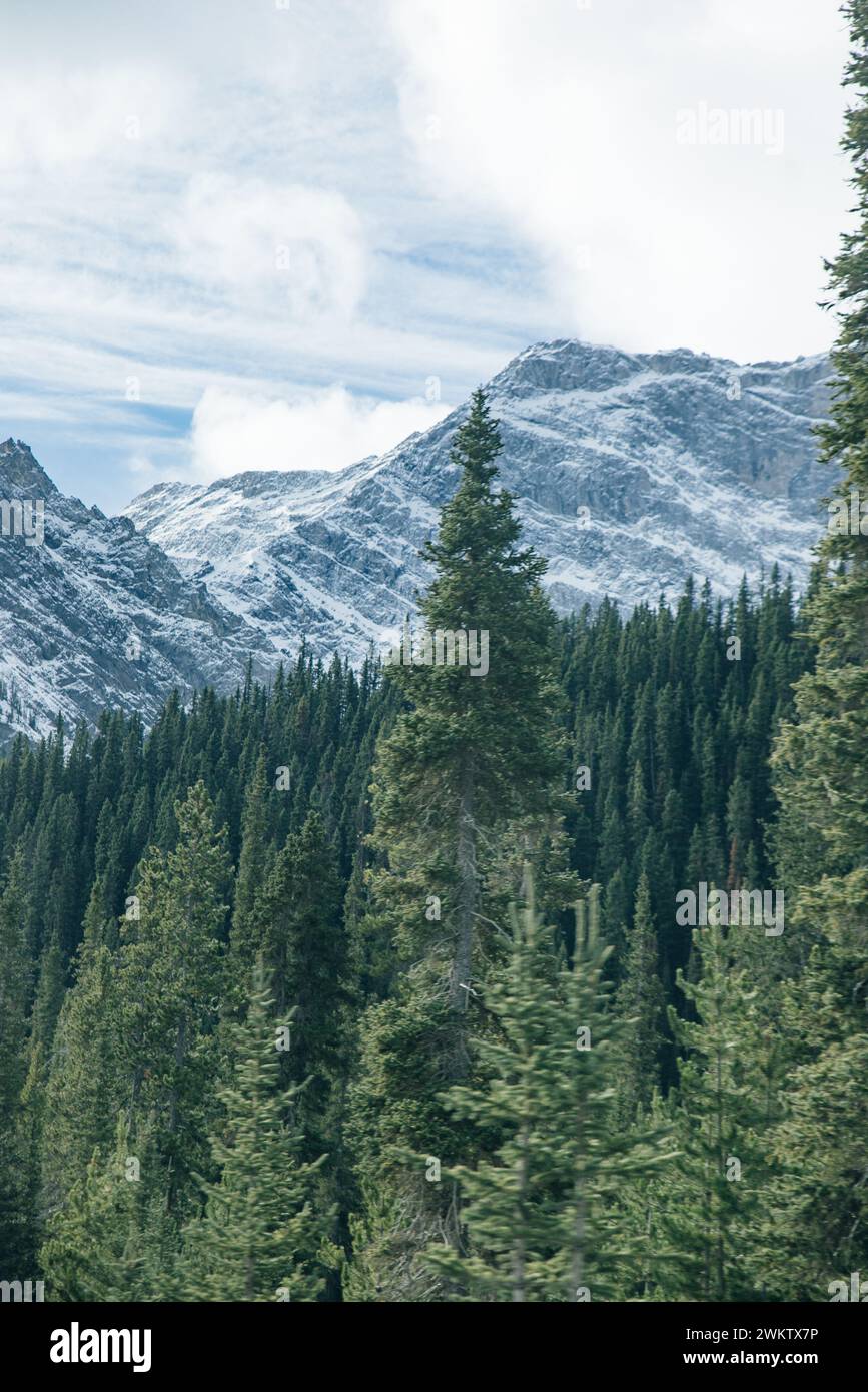huge spruce trees in Banff National Park, Canada. High quality photo Stock Photo