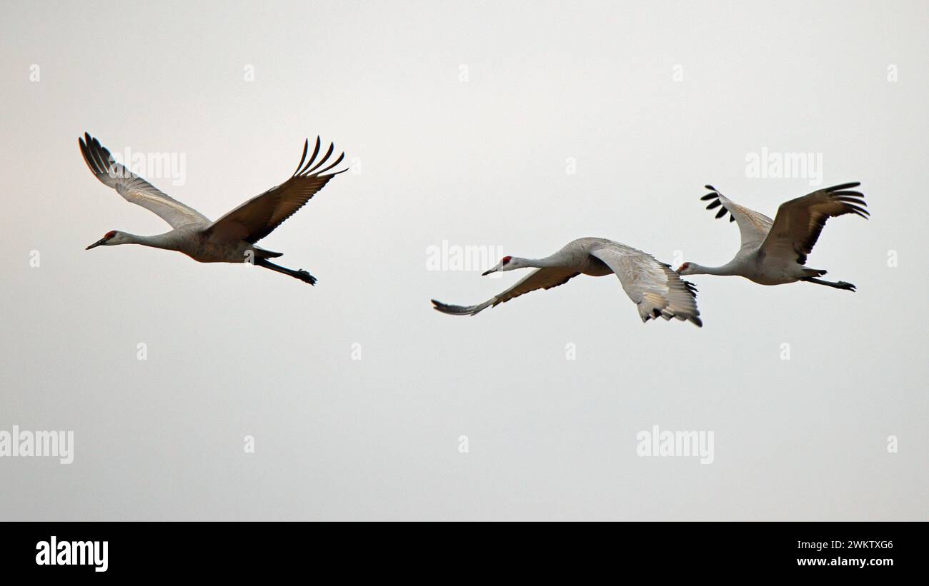 Three sandhill crane flying from left to right with a white sky background Stock Photo