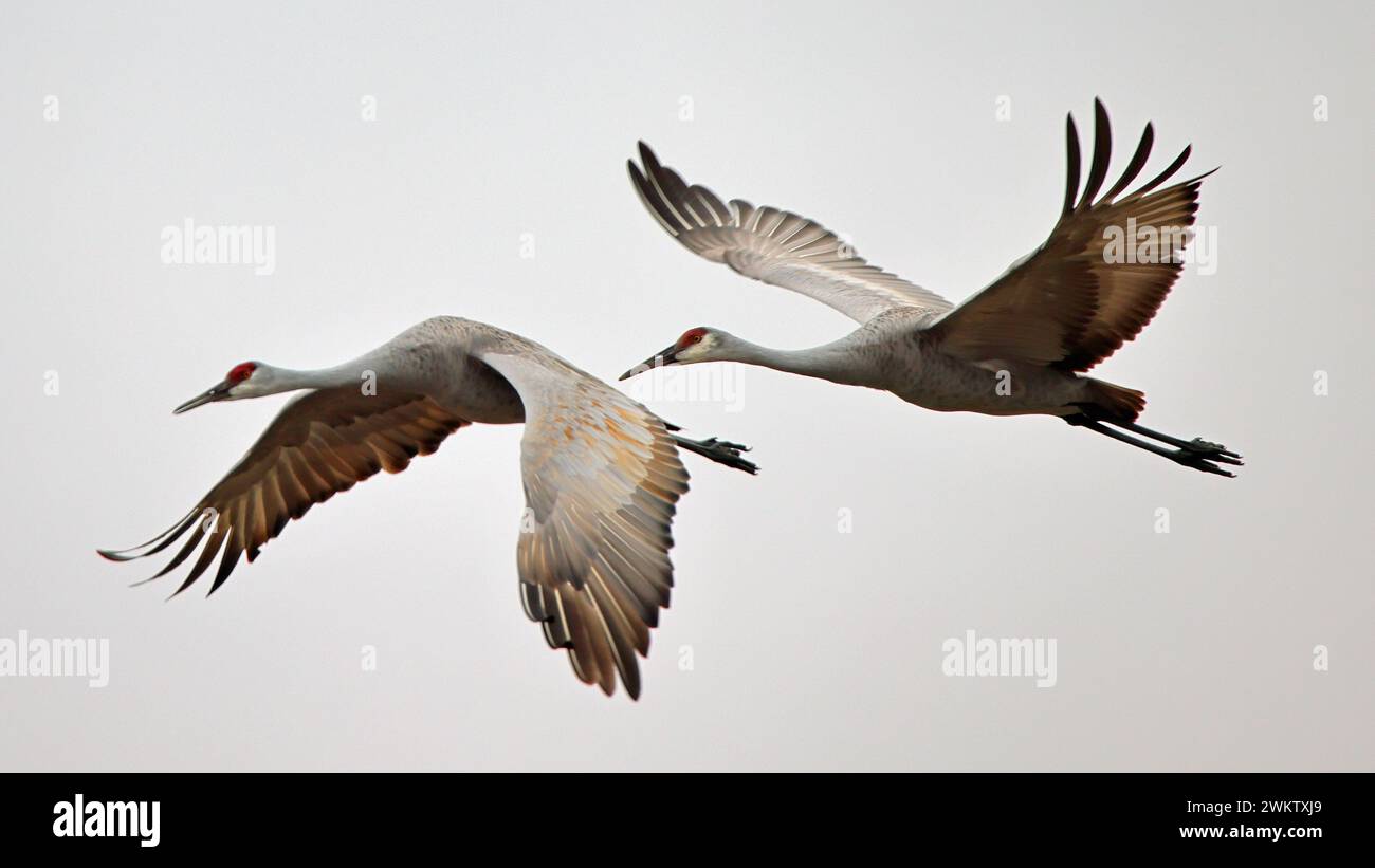 Two sandhill crane flying from left to right with a white sky background Stock Photo