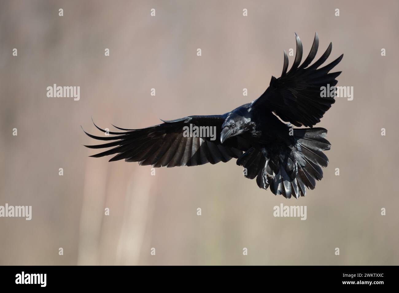 beautiful raven Corvus corax flying bird North Poland Europe Stock Photo