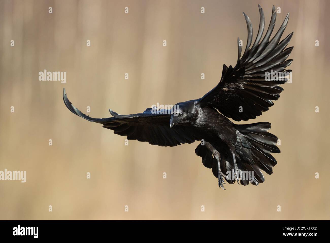 beautiful raven Corvus corax flying bird North Poland Europe Stock Photo