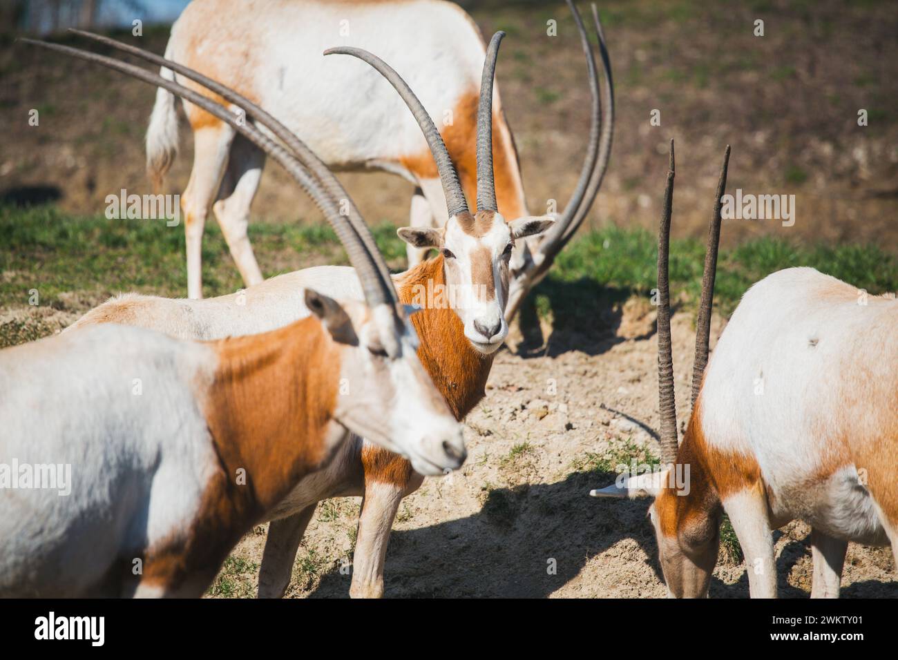Sahara Oryx (Oryx dammah) Stock Photo
