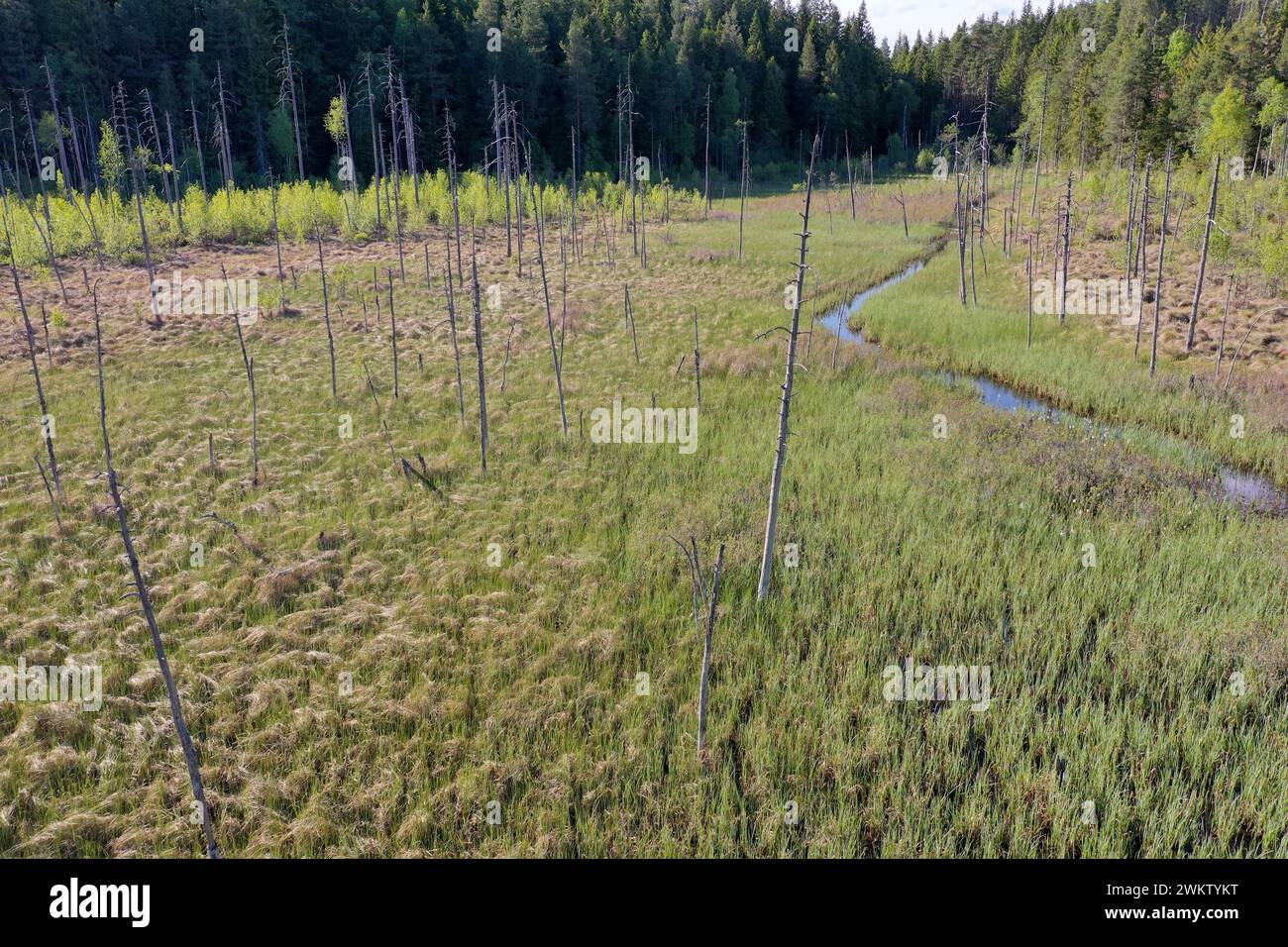 Moor in Schweden, Mittelschweden, Värmland, bei Årjäng, Moorfläche mit Bach Stock Photo