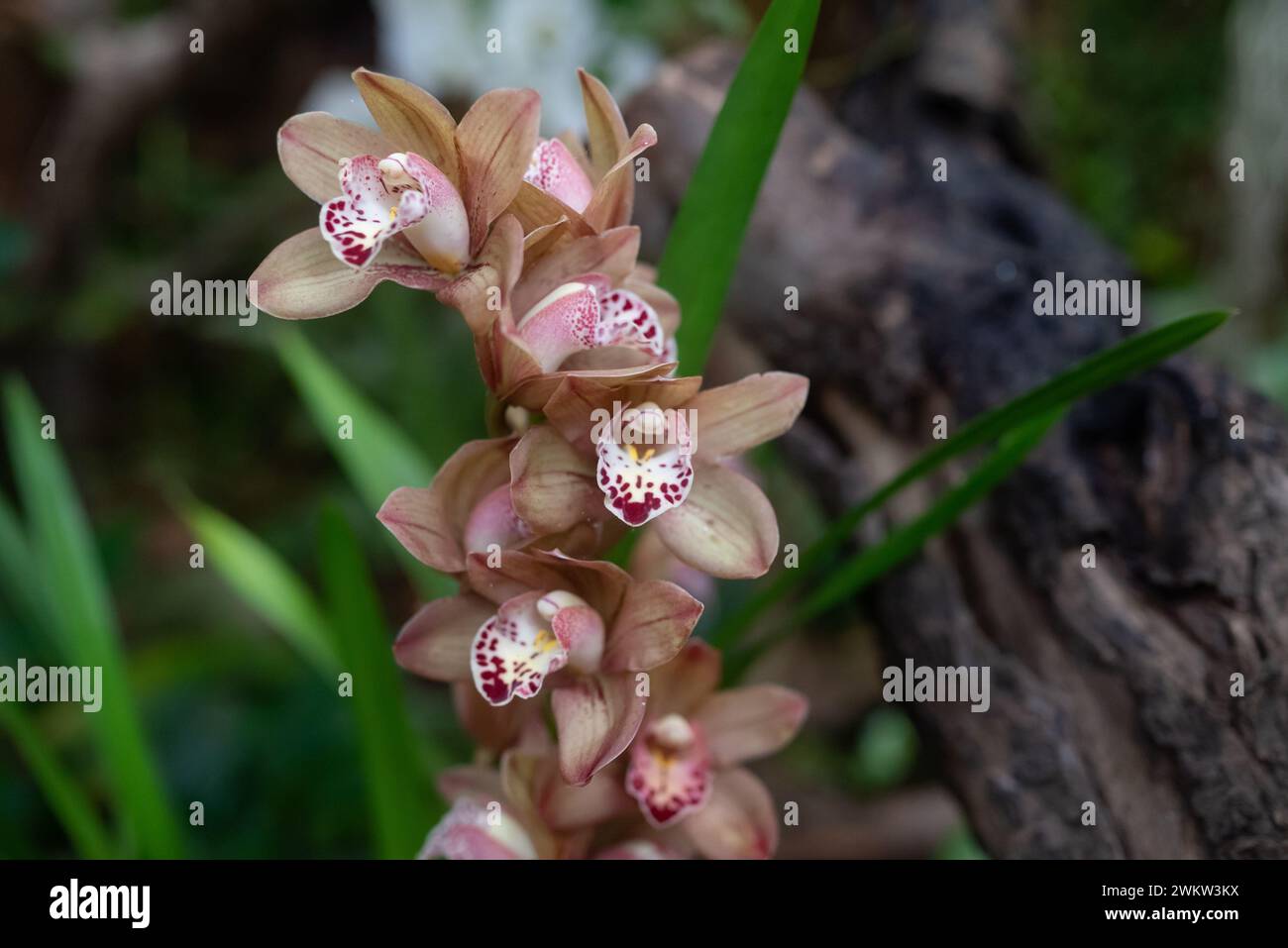 Bunch of orange pink Cymbidium or Boat Orchid. Warm pink orchid flowers on green Stock Photo