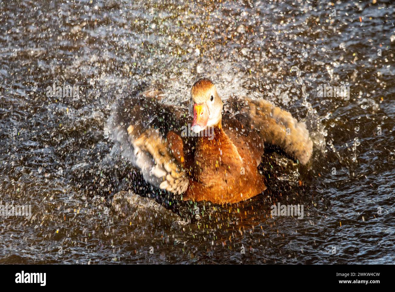 Bird bathing Stock Photo