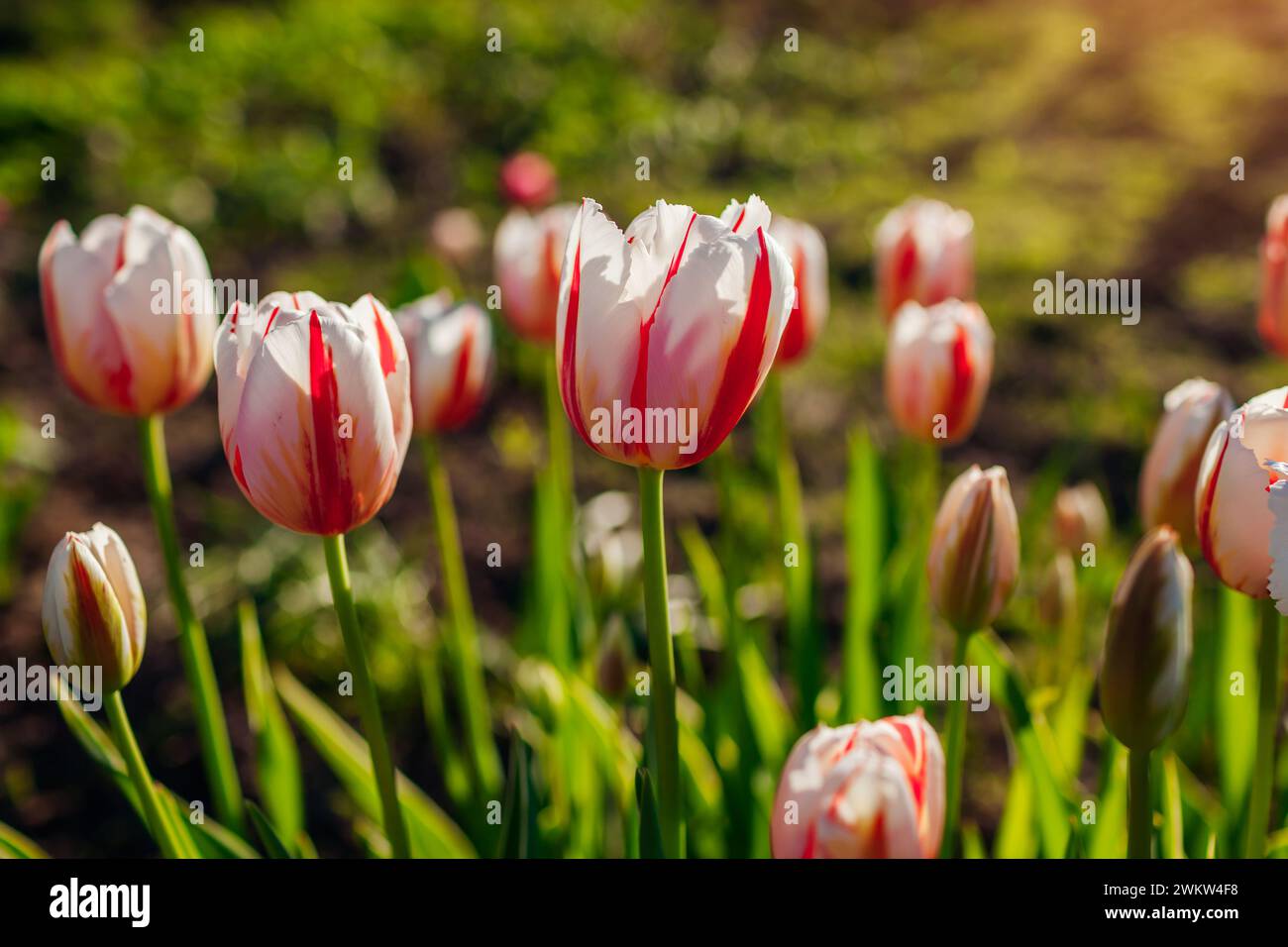 Close up of white and red tulips growing in spring garden. Columbus variety. Flowers blooming outdoors. Happy generation variety Stock Photo