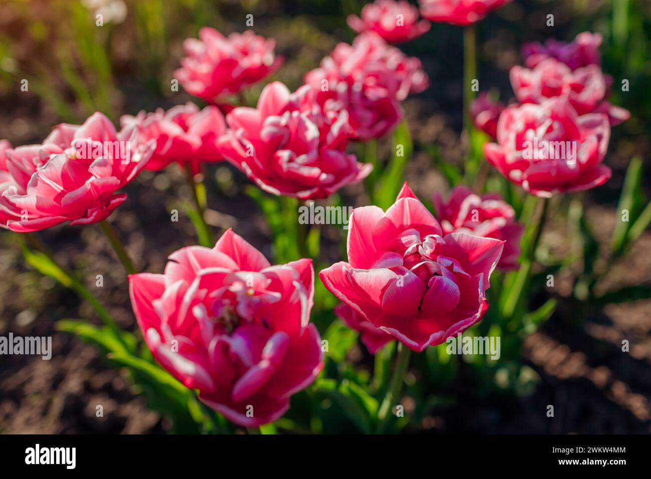 Close up of ink peony tulips with white edge growing in spring garden. Columbus variety. Flowers blooming outdoors in may Stock Photo