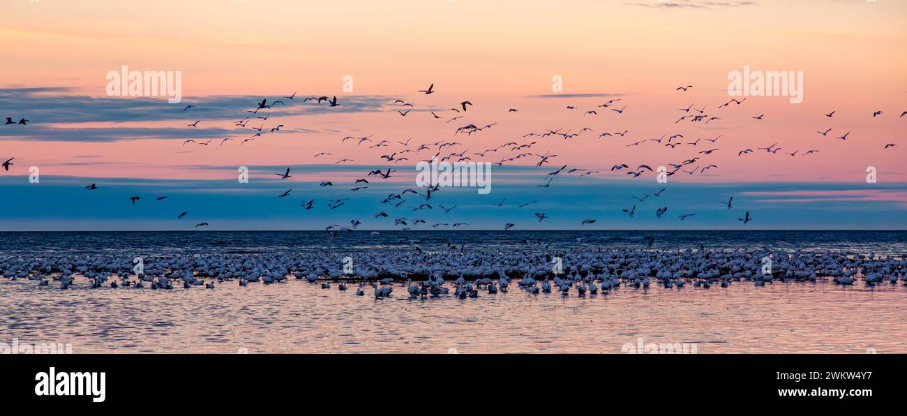 A large flock of birds soaring over the sea during twilight Stock Photo ...