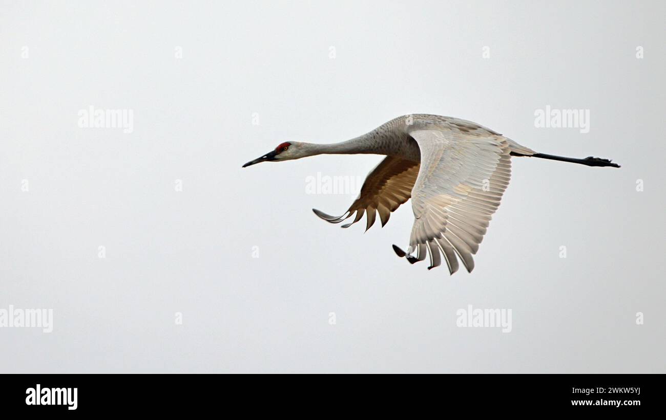 One sandhill crane flying from left to right with a white sky background Stock Photo