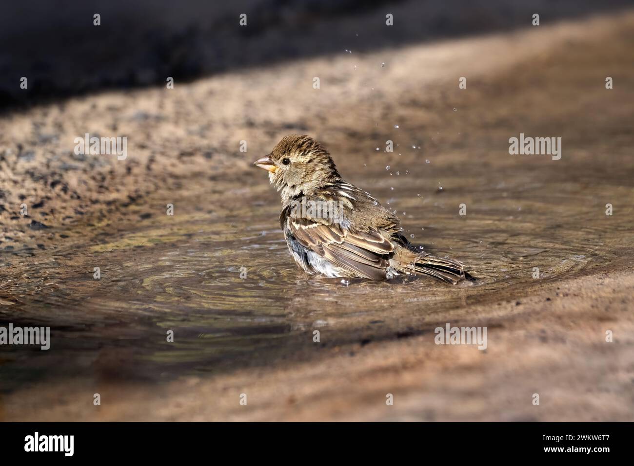 Willow sparrow (Passer hispaniolensis) female taking a bath in a puddle Stock Photo