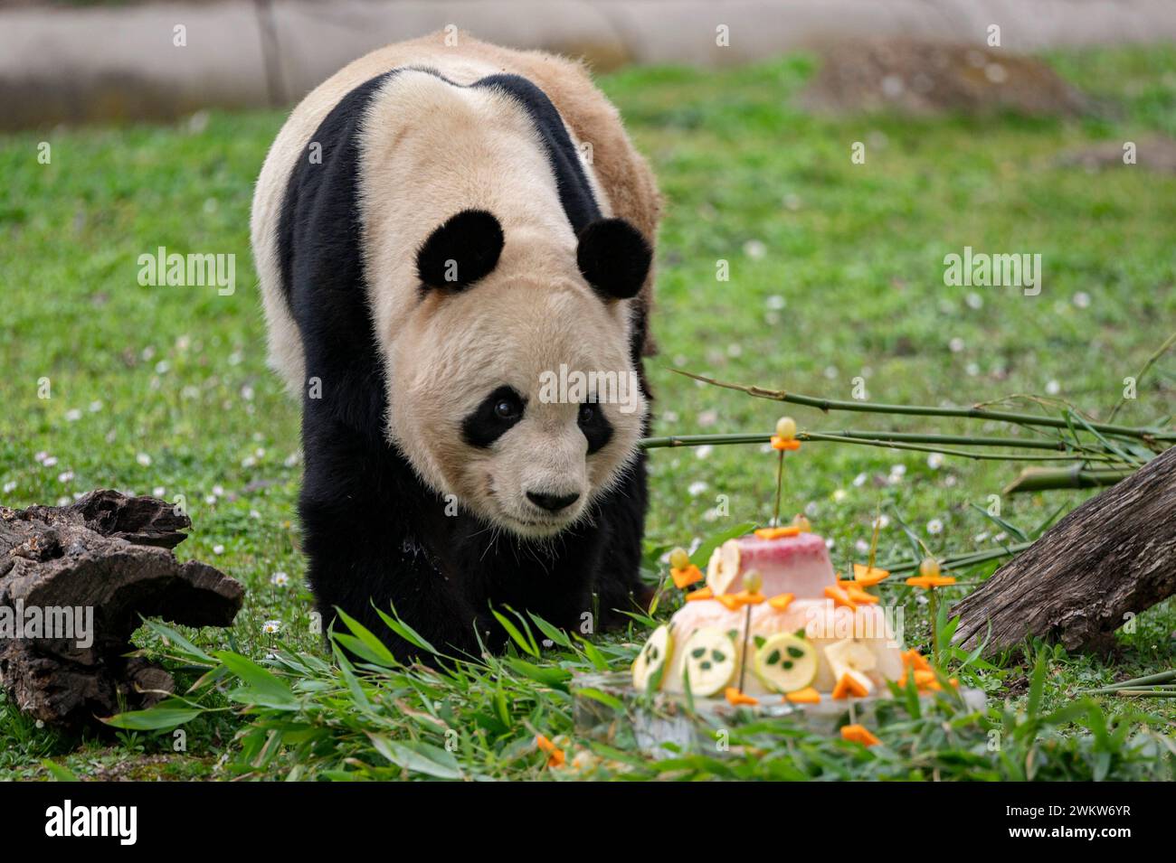 Madrid 2024 Panda Ceremony at Madrid Zoo A giant panda seen during an