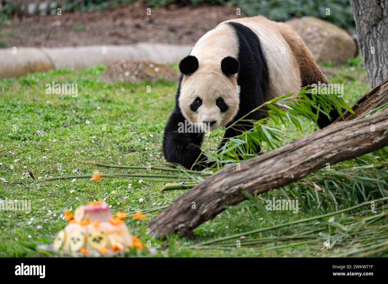 Madrid 2024 Panda Ceremony at Madrid Zoo A giant panda seen during an