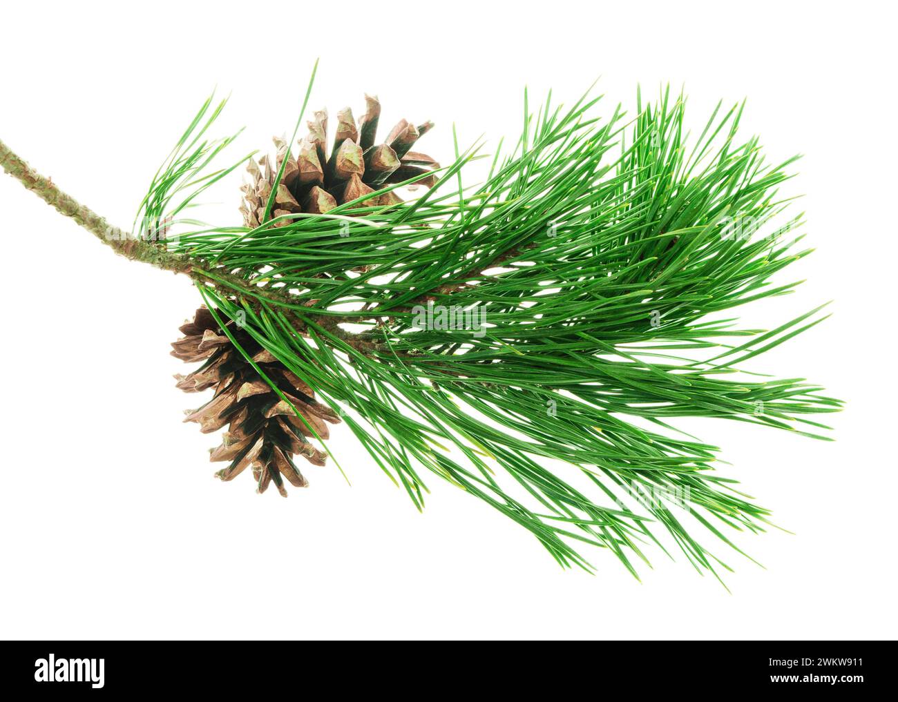 Spruce Twigs. Green Needle Branch of Coniferous Tree. Fir branch with cones. Green branch of a Christmas tree. Isolated. Festive decor. Nature is in t Stock Photo