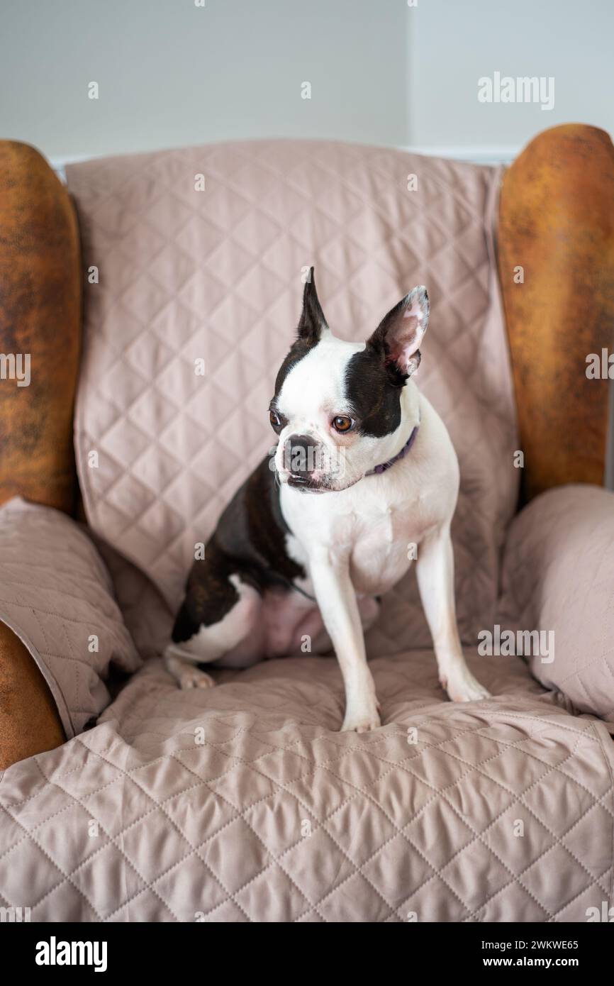 Boston Terrier dog sitting on a suede arm chair which is protected with a cover. She is sitting up with her ears pricked up looking at something away Stock Photo