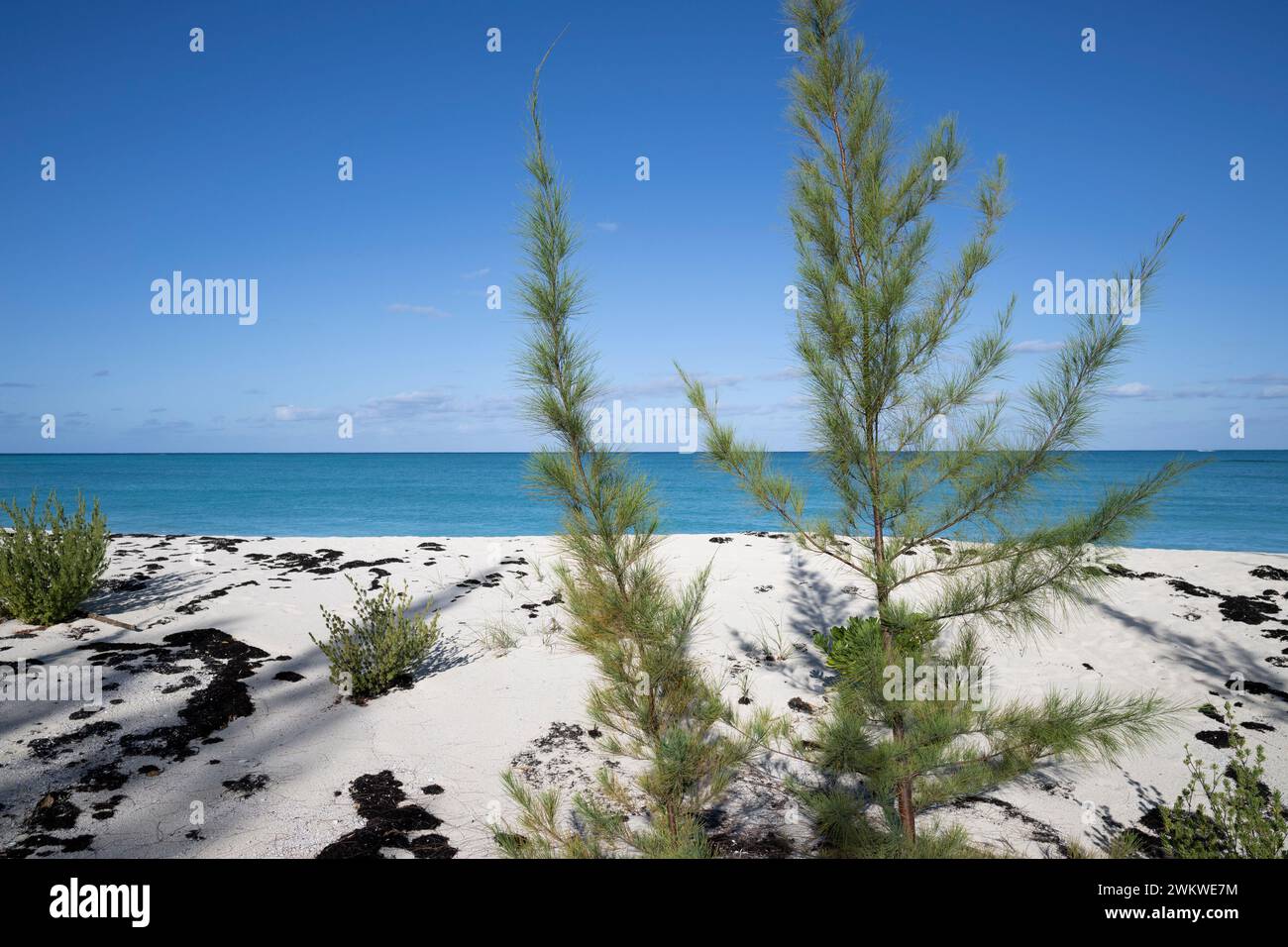 Caribbean pine , Pinus caribaea,on San Salvador Island, Bahamas Stock Photo