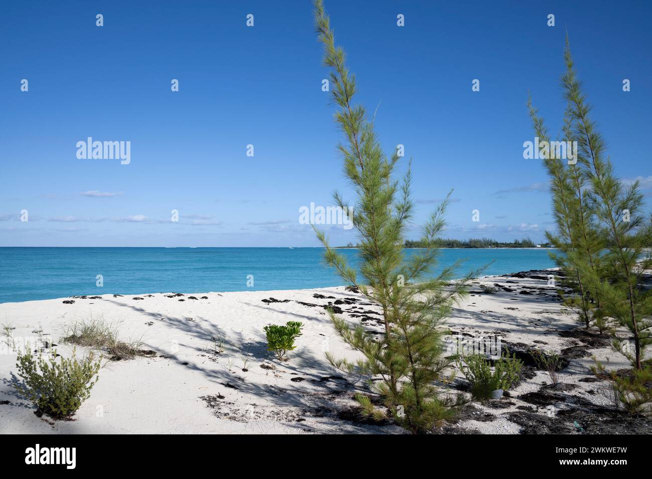 Caribbean pine , Pinus caribaea,on San Salvador Island, Bahamas Stock Photo